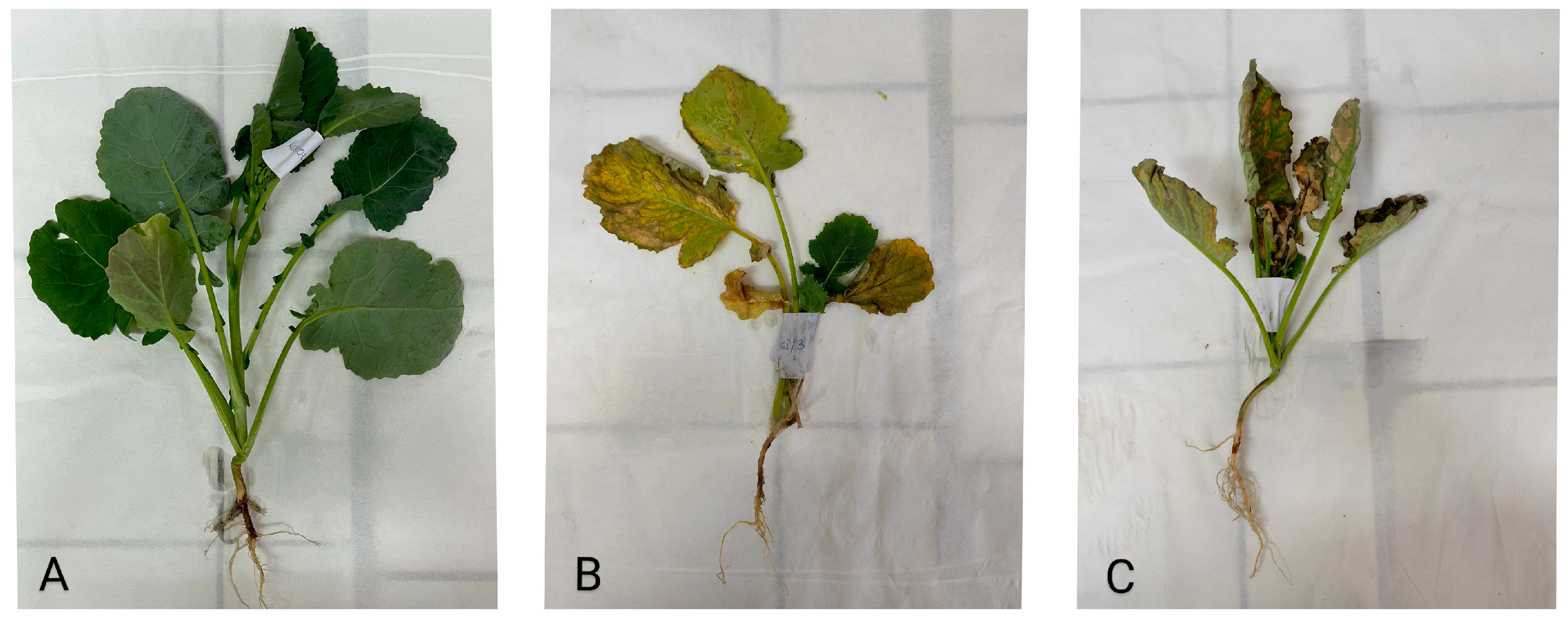 Plants 13 00818 g004