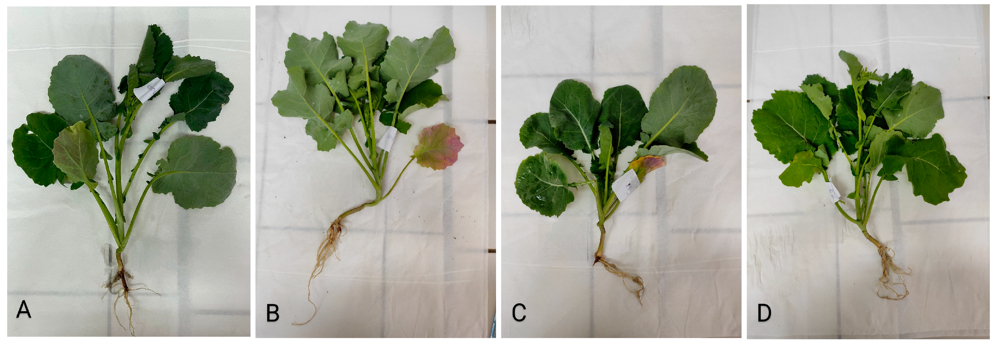 Plants 13 00818 g006