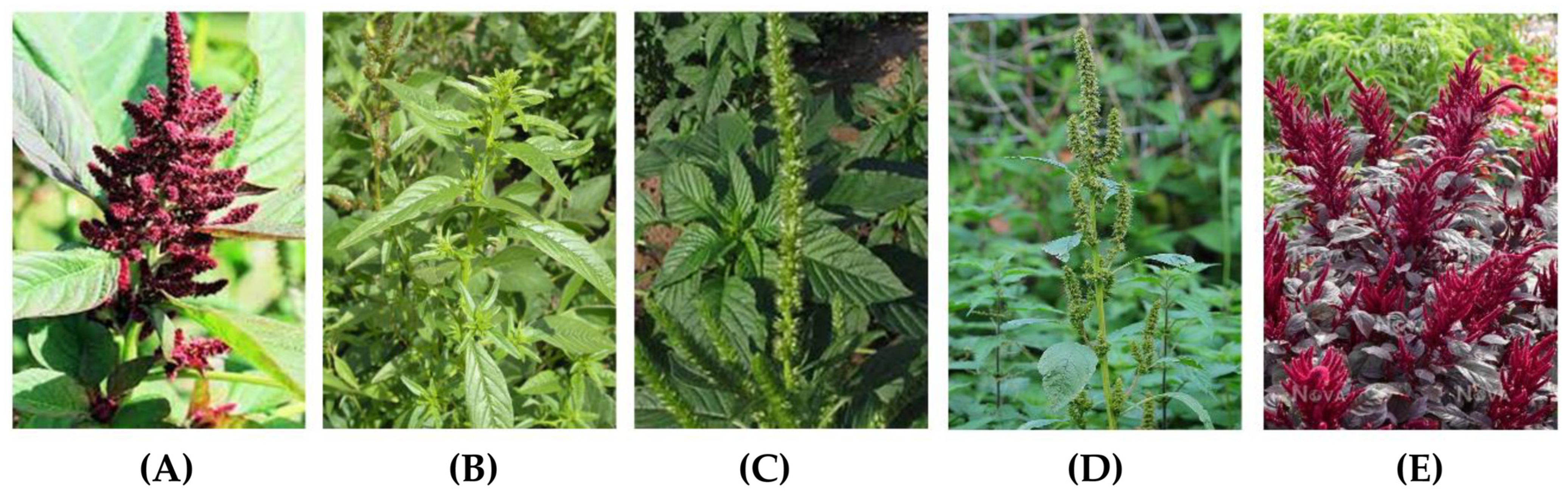 Plants 13 00824 g001