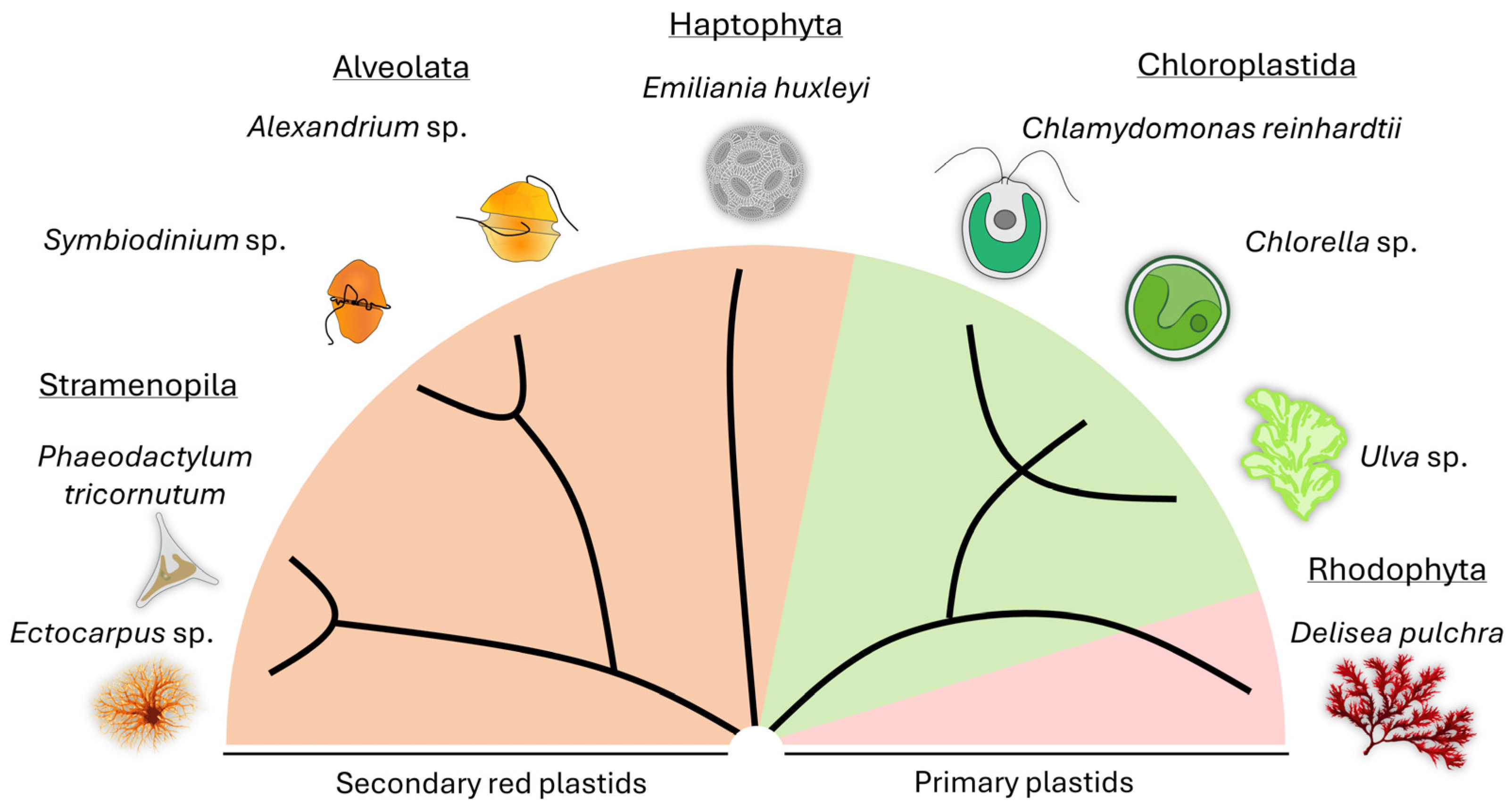 Plants 13 00829 g001