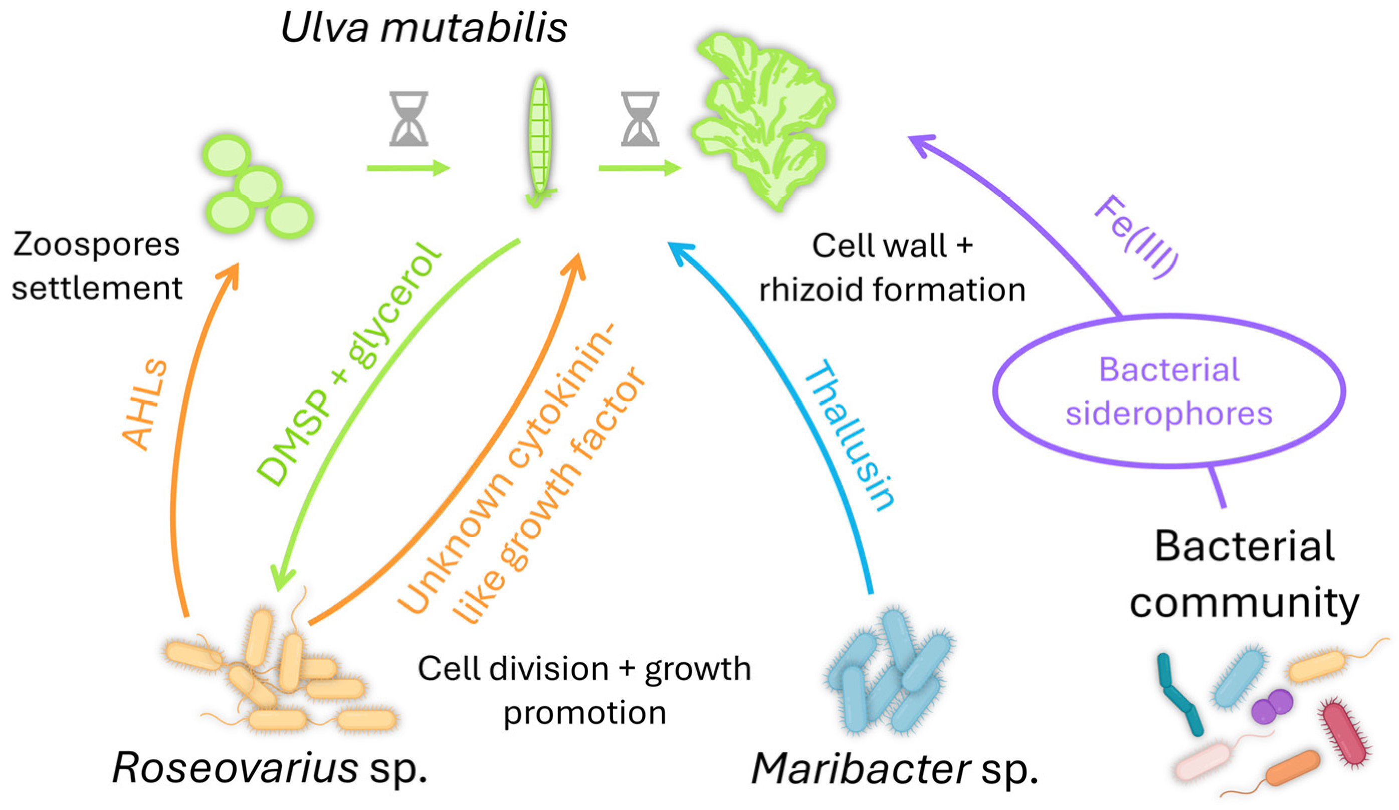Plants 13 00829 g003