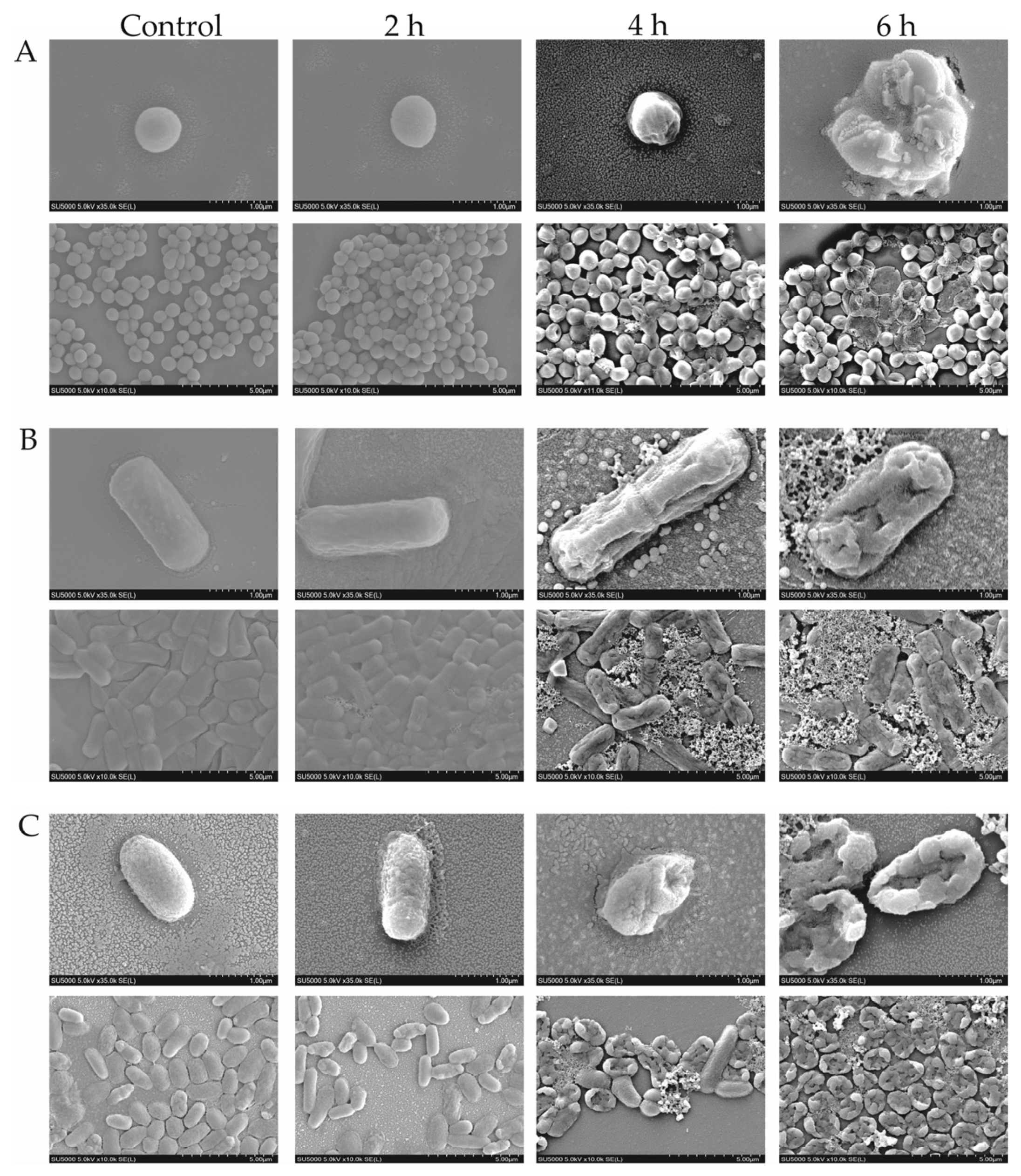 Plants 13 00834 g005