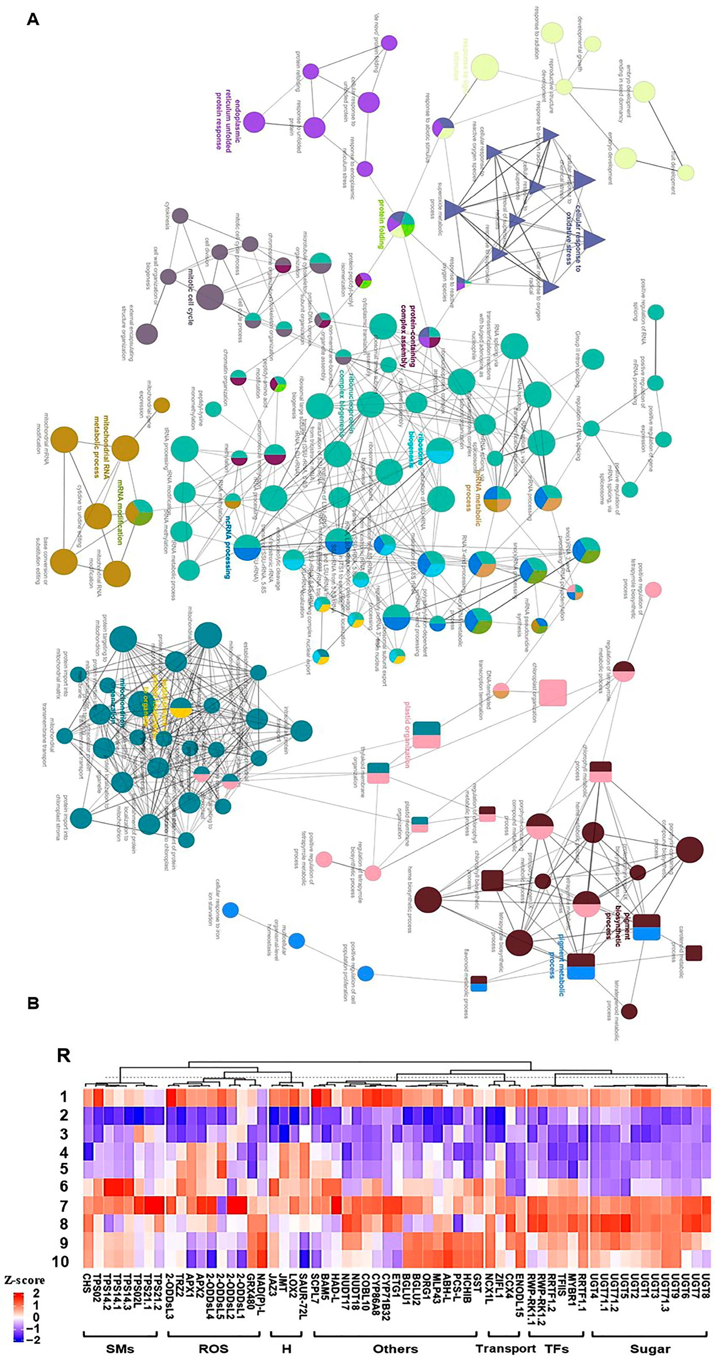 Plants 13 00837 g004