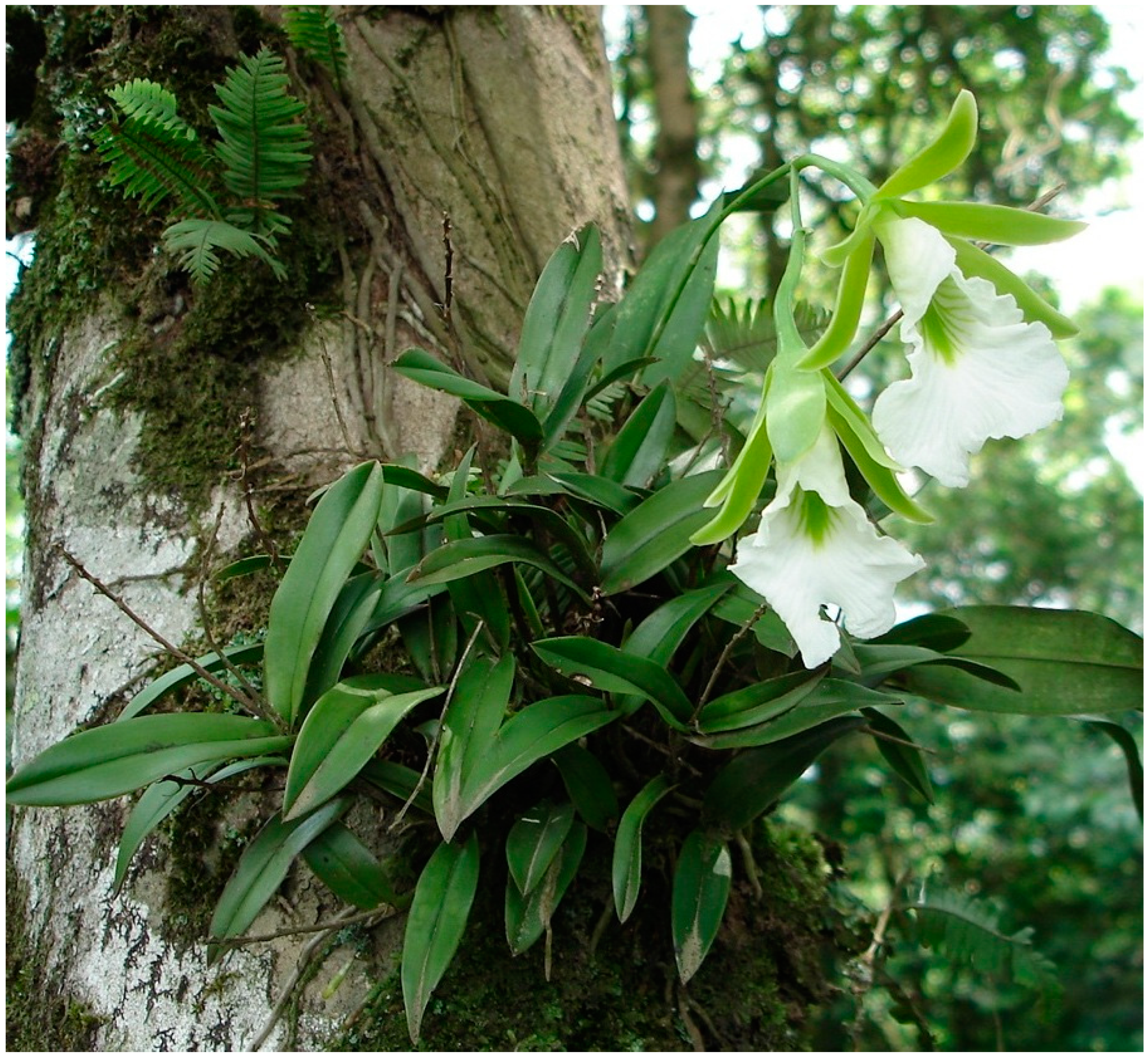 Plants 13 00839 g001