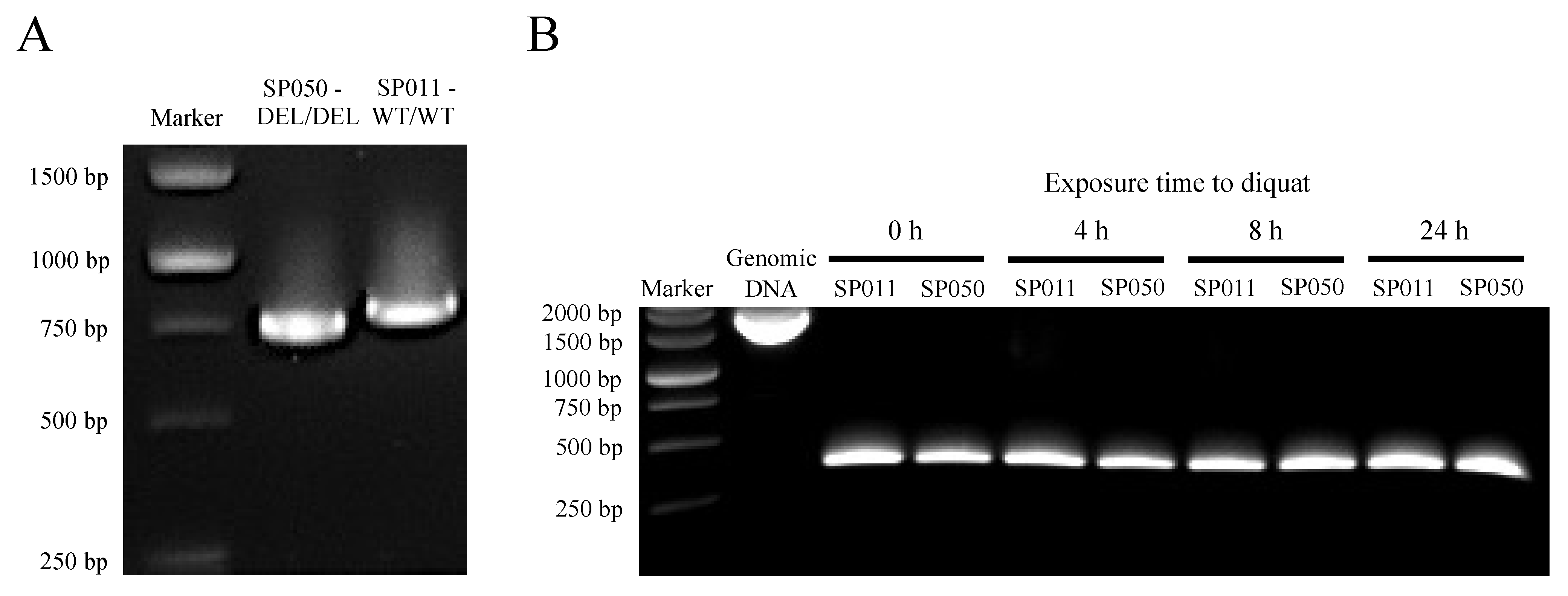 Plants 13 00845 g0a13