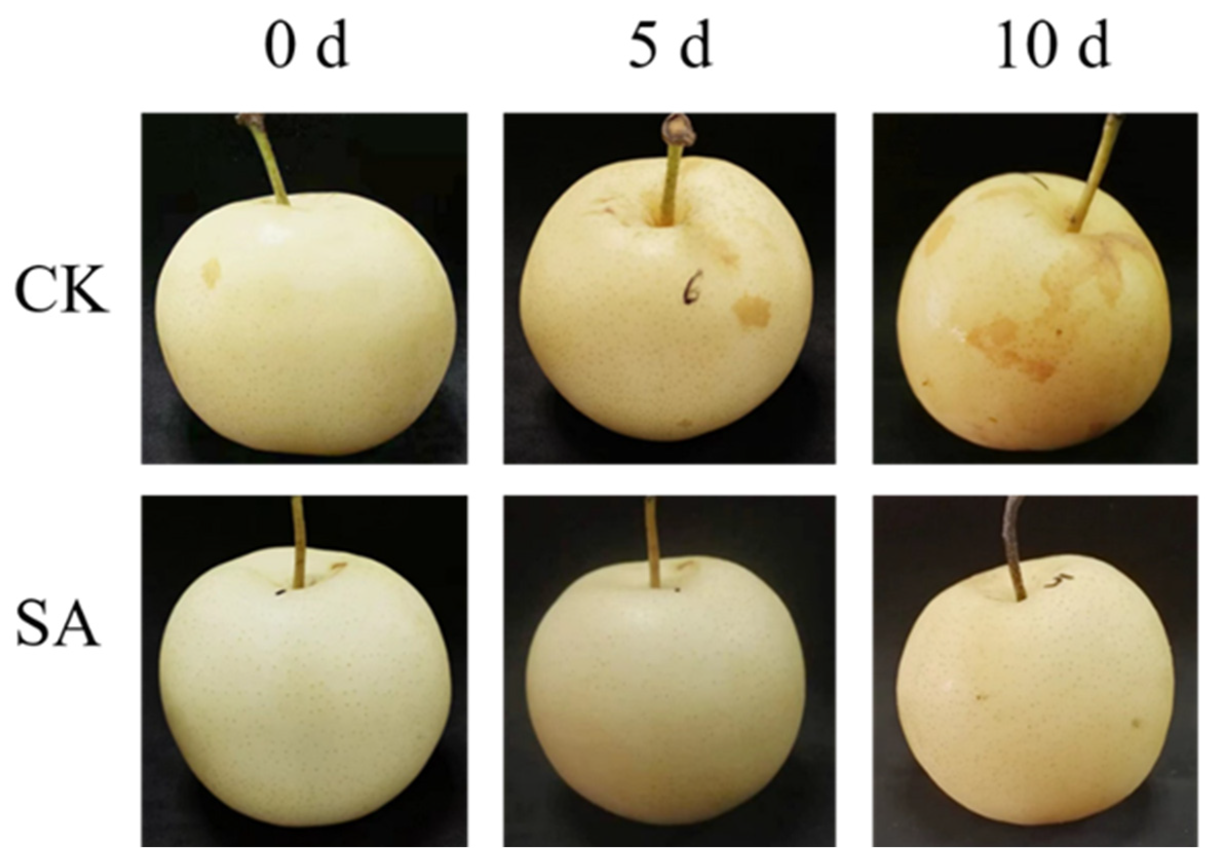 Plants 13 00848 g001