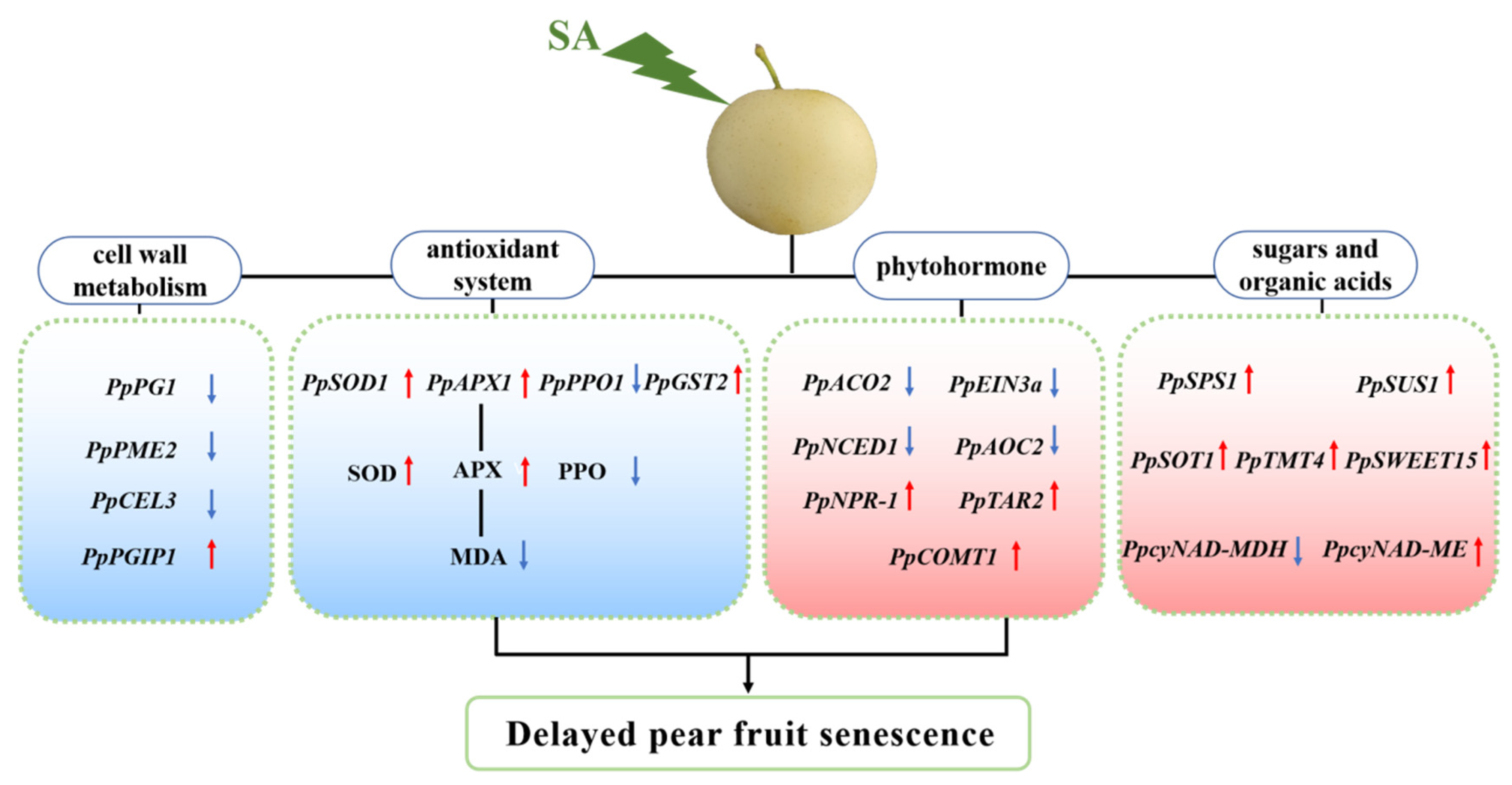 Plants 13 00848 g009