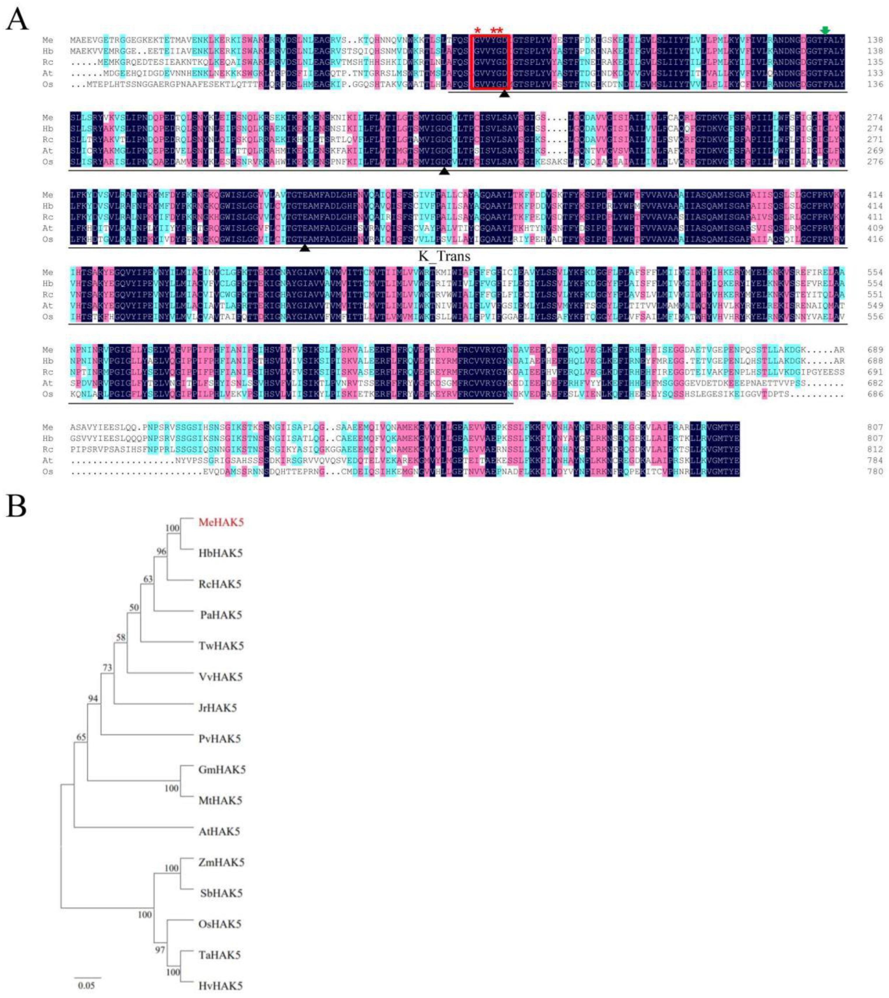 Plants 13 00849 g001