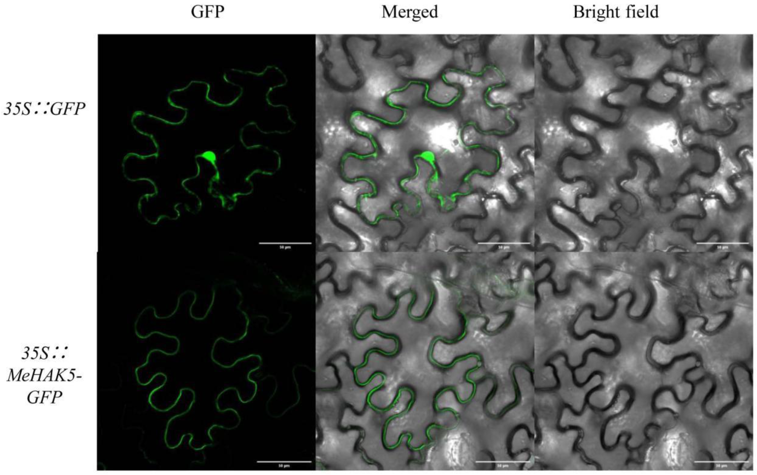 Plants 13 00849 g003