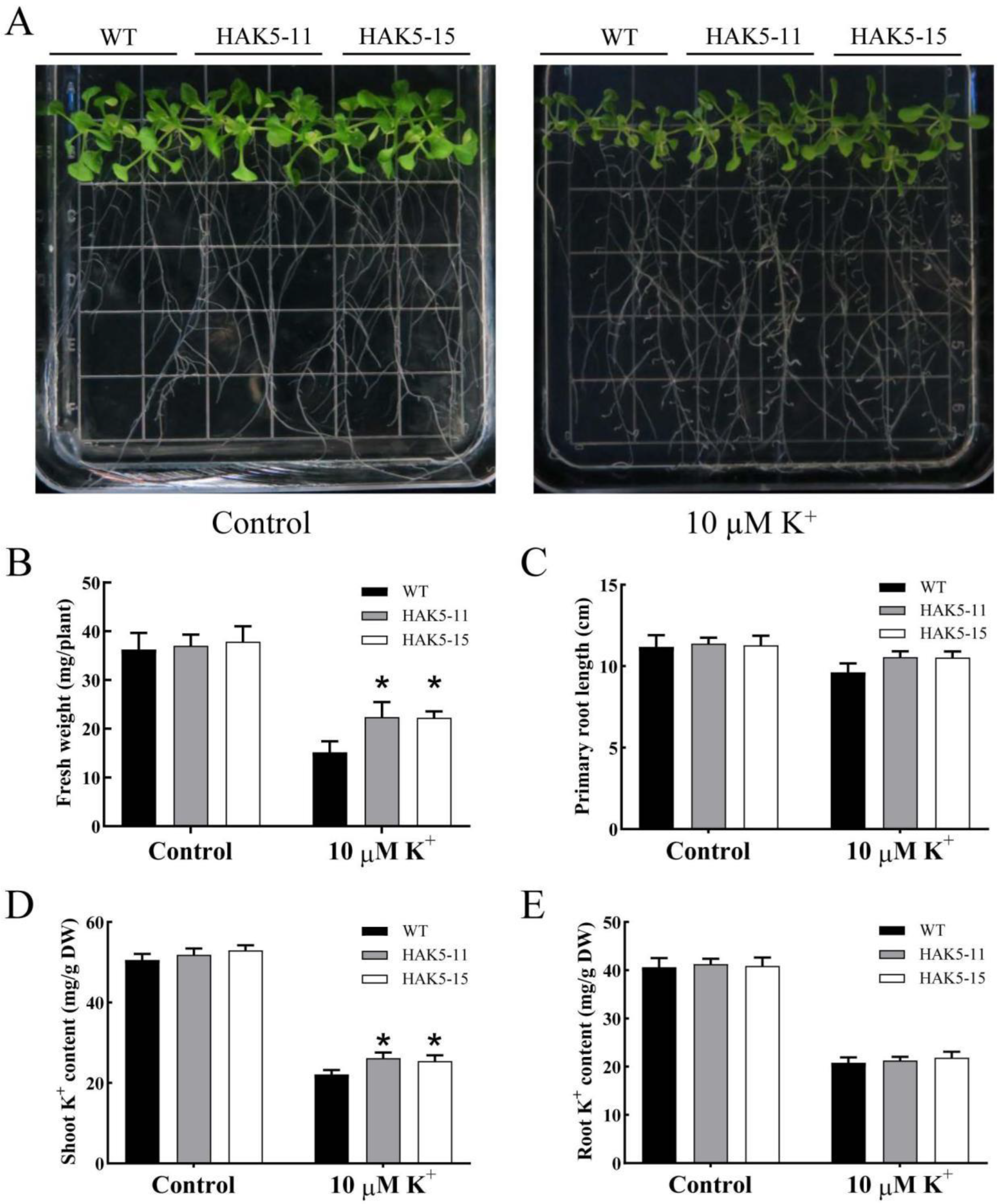 Plants 13 00849 g005