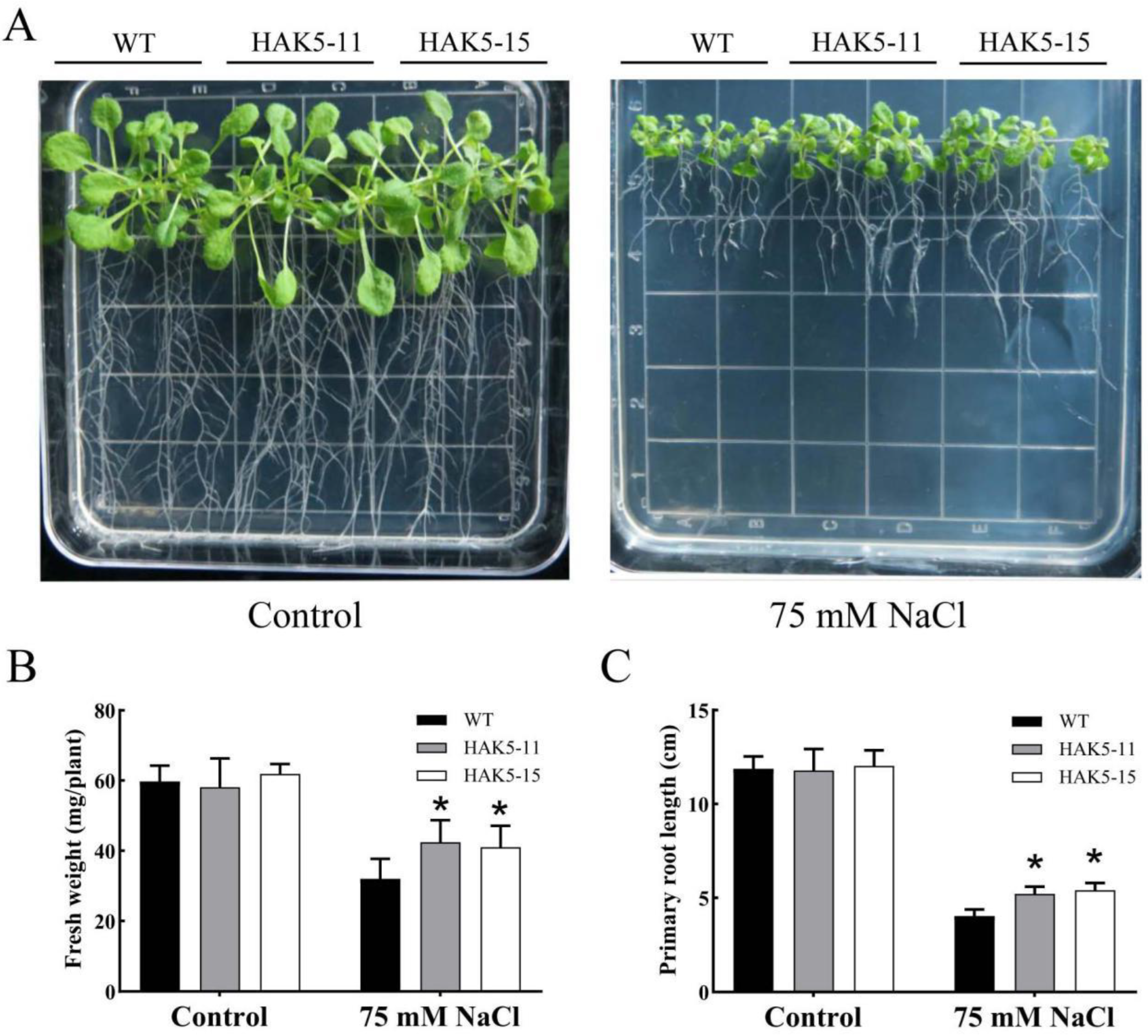 Plants 13 00849 g006