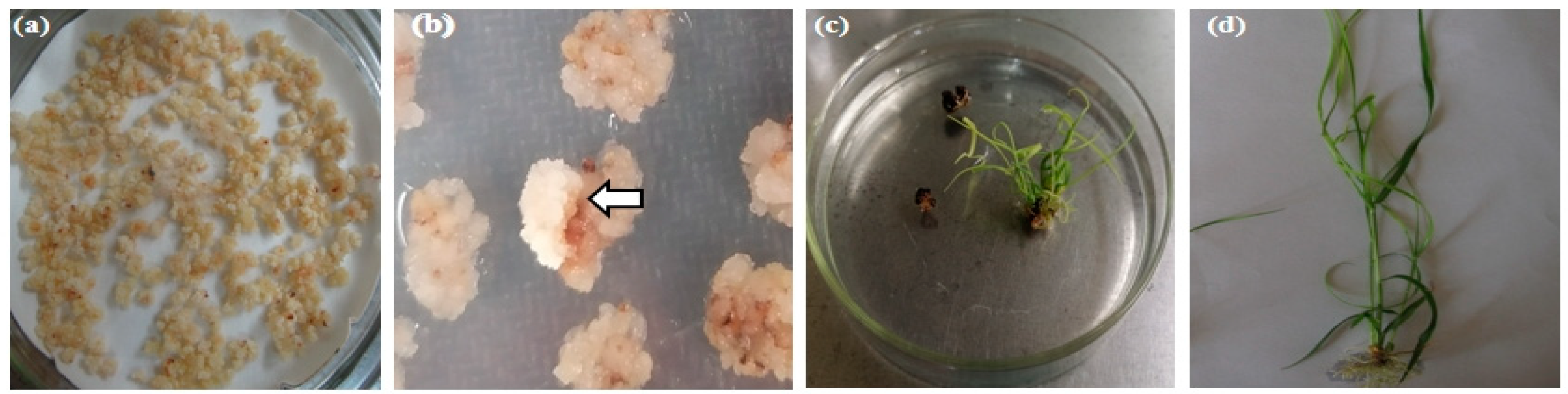 Plants 13 00852 g003