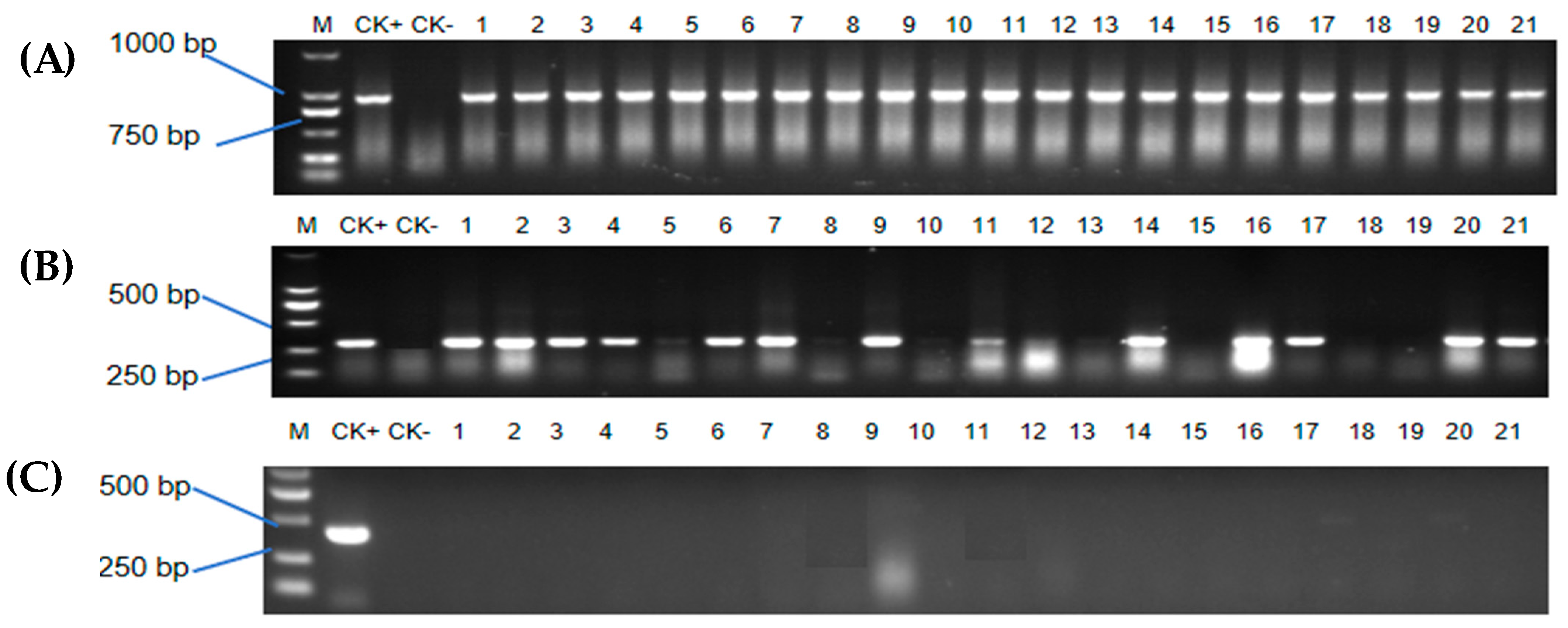 Plants 13 00852 g005