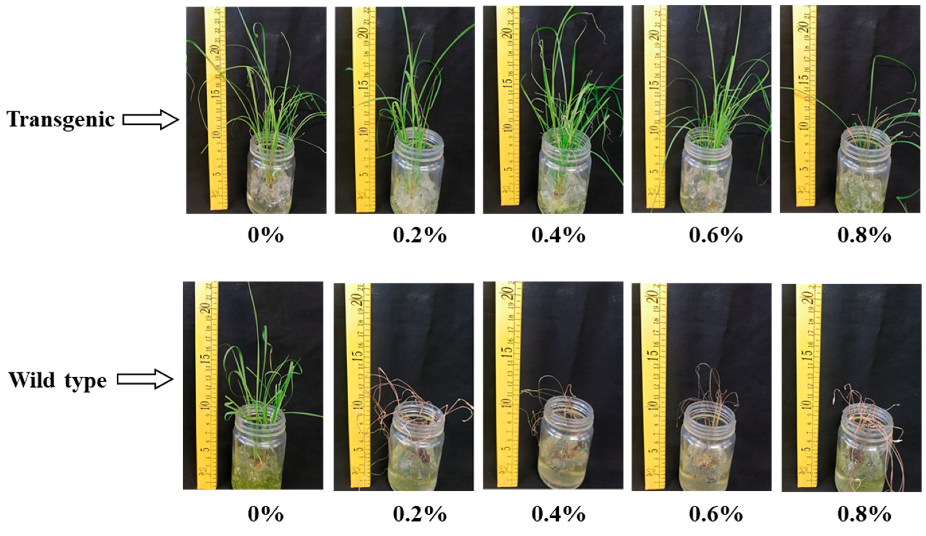 Plants 13 00852 g007