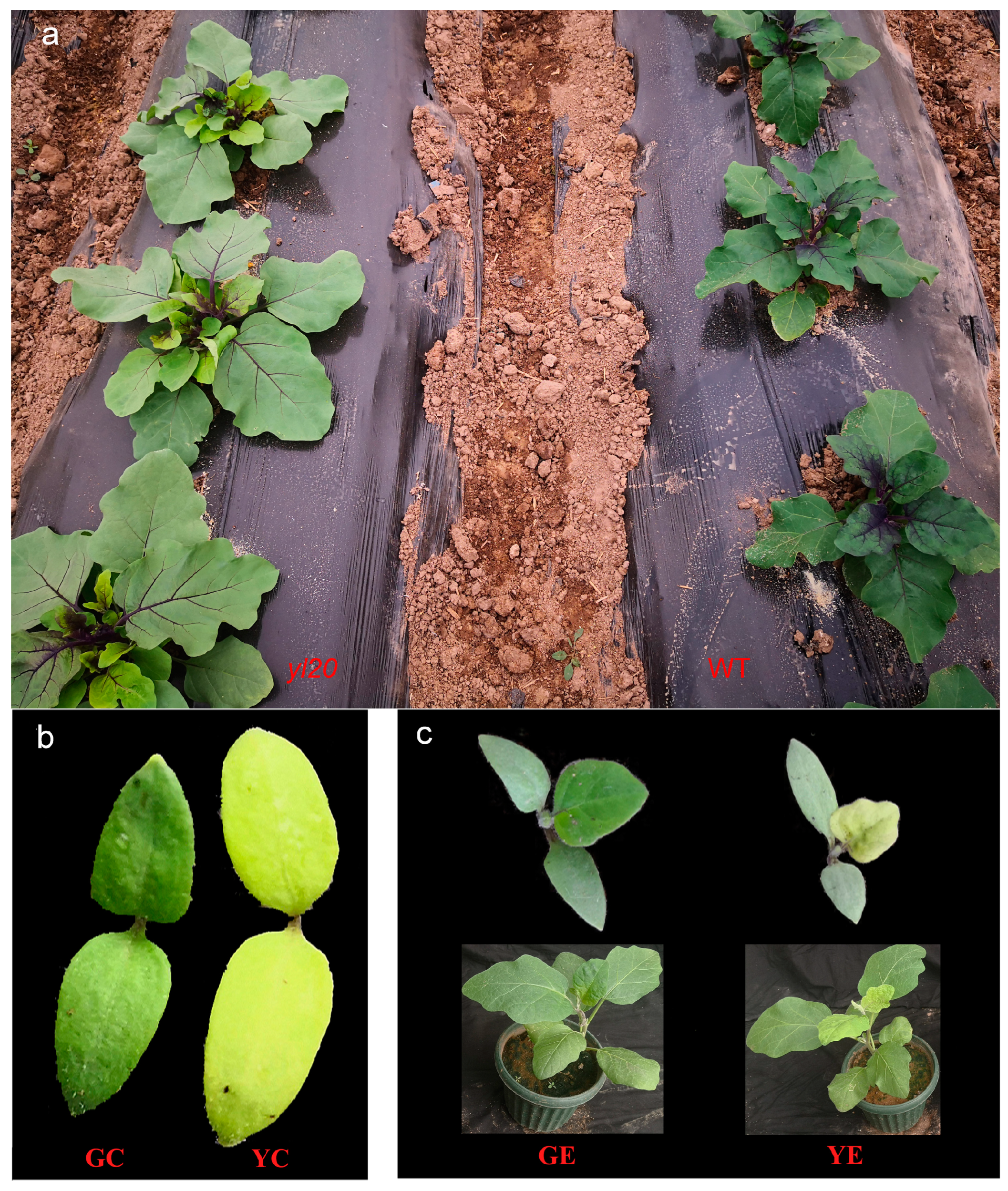 Plants 13 00855 g001