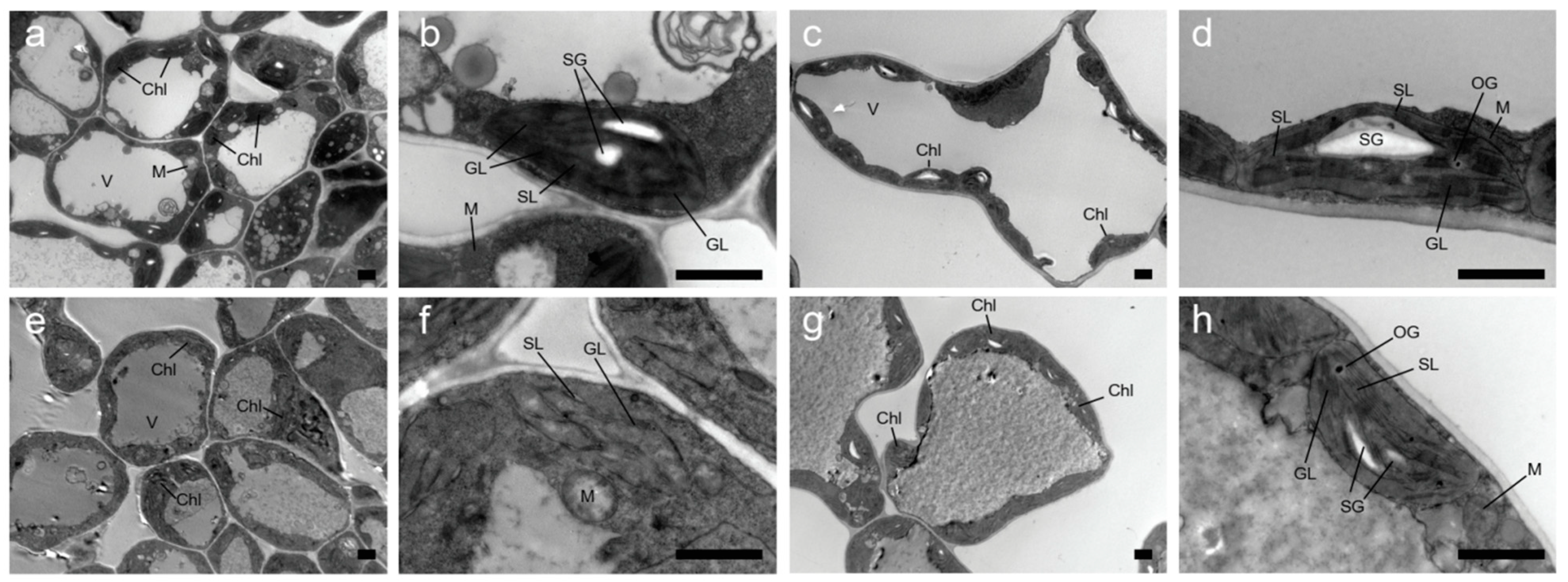 Plants 13 00855 g002