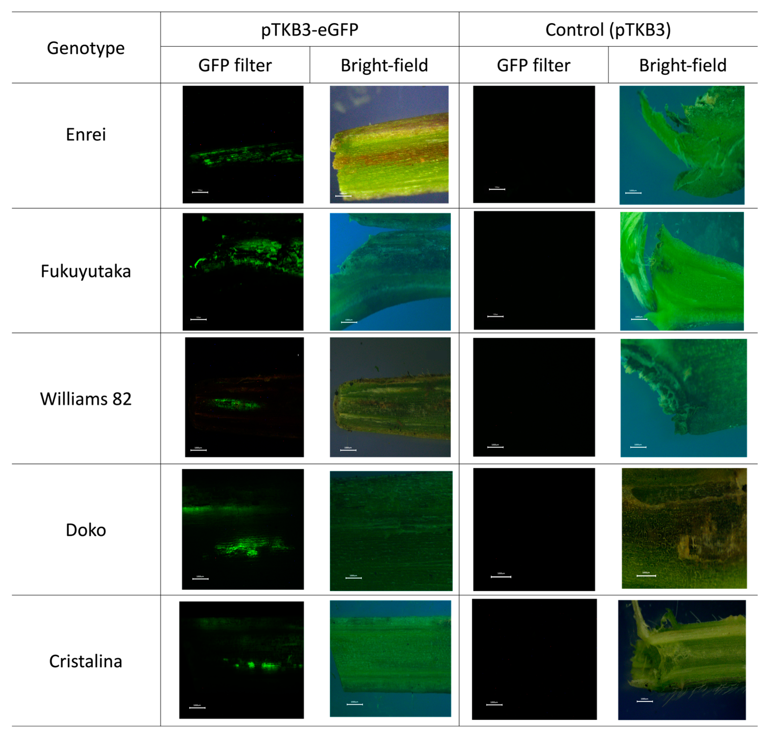 Plants 13 00858 g002