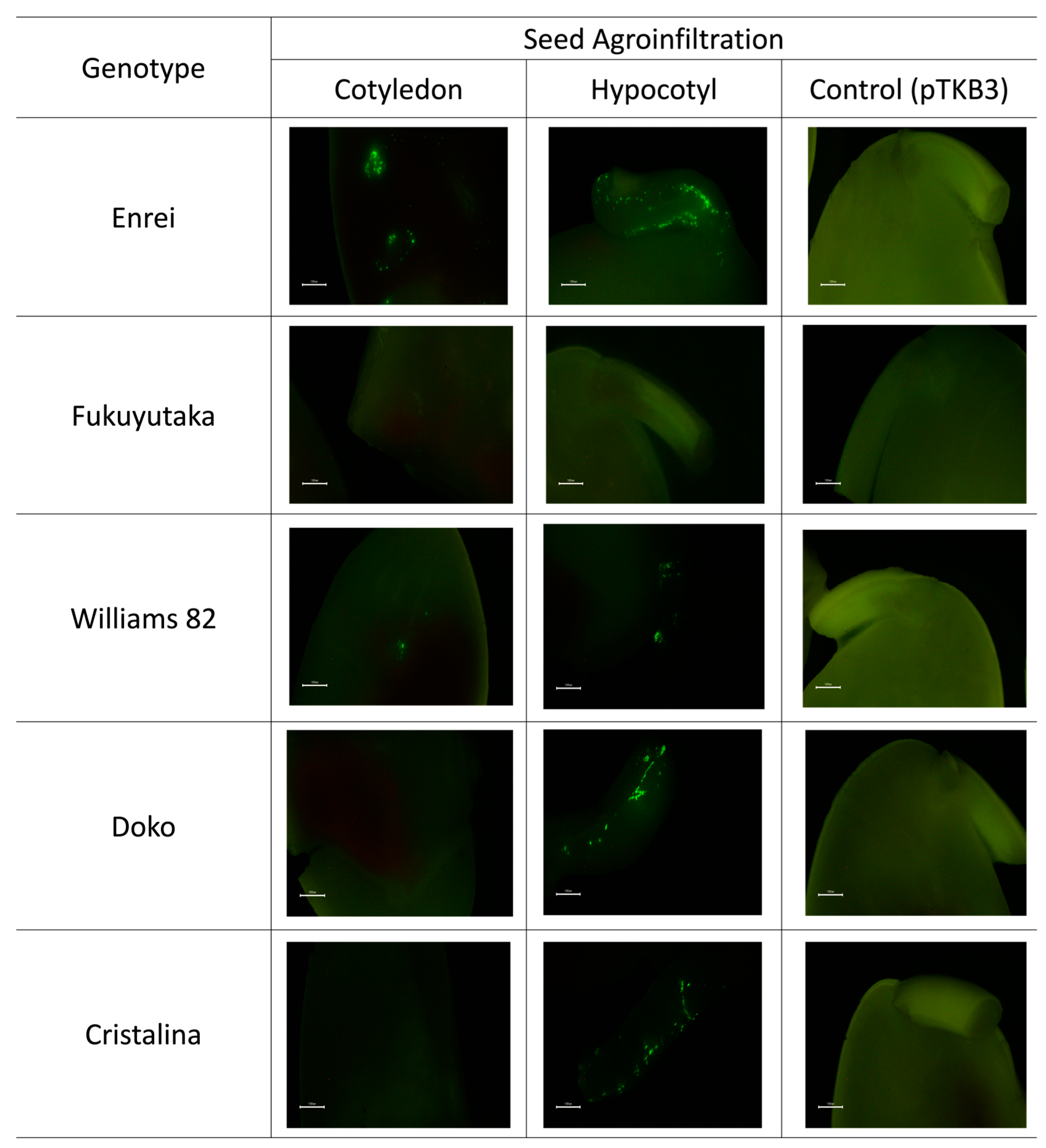 Plants 13 00858 g003