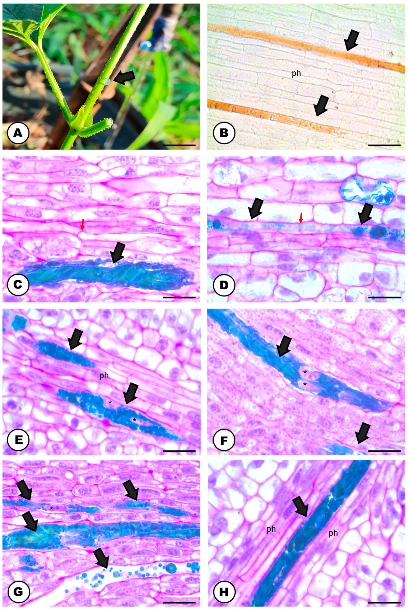 Plants 13 00864 g001