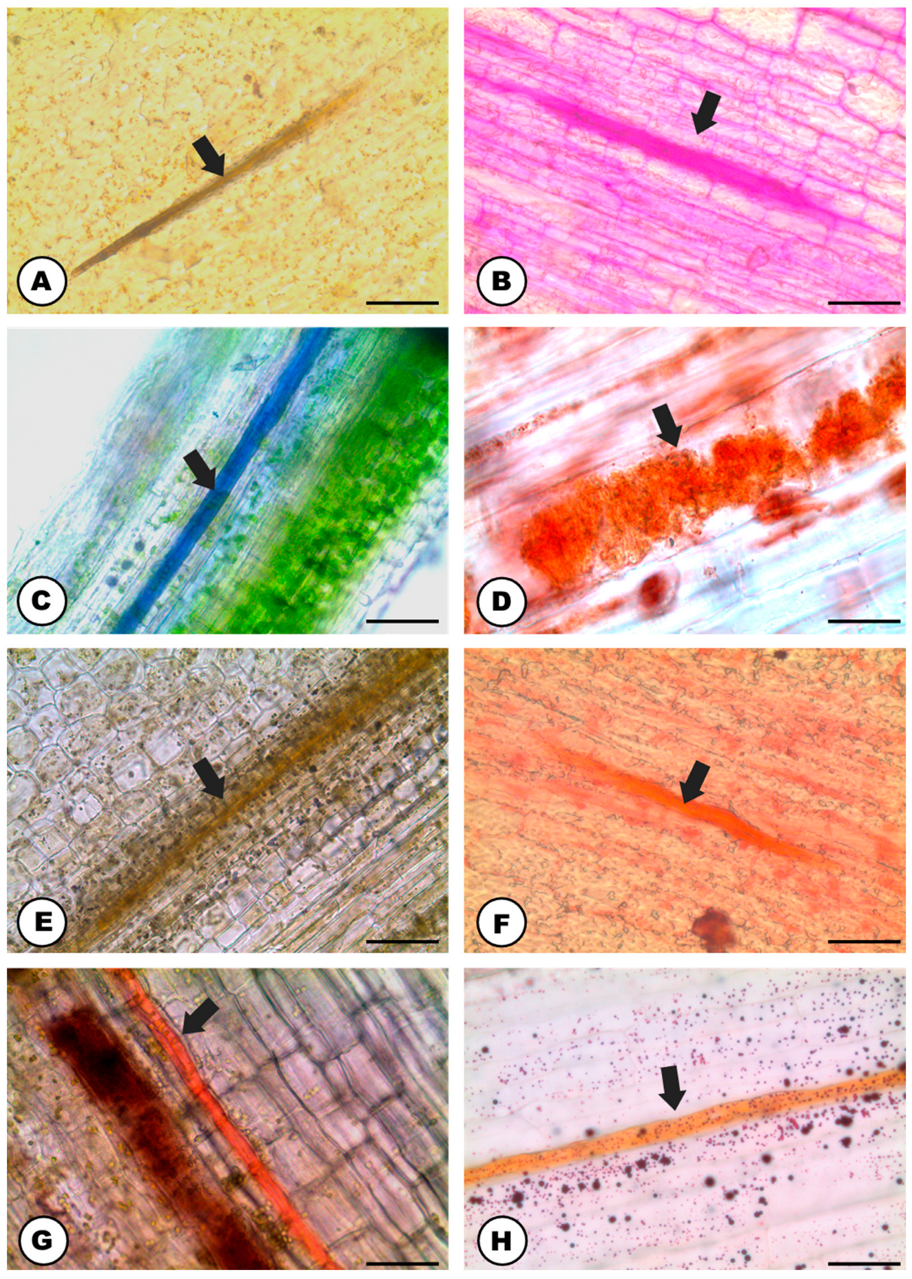 Plants 13 00864 g002