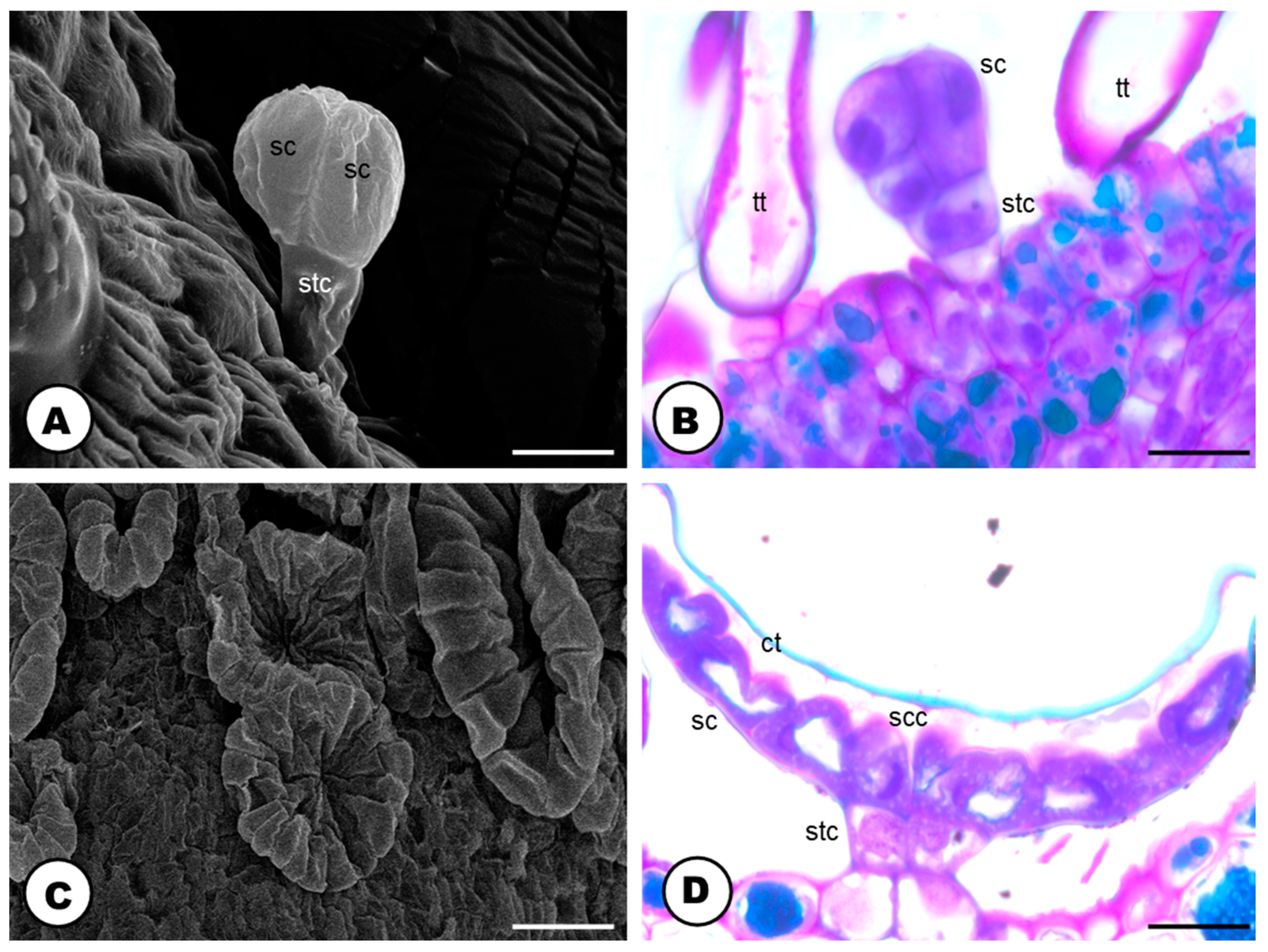 Plants 13 00864 g009