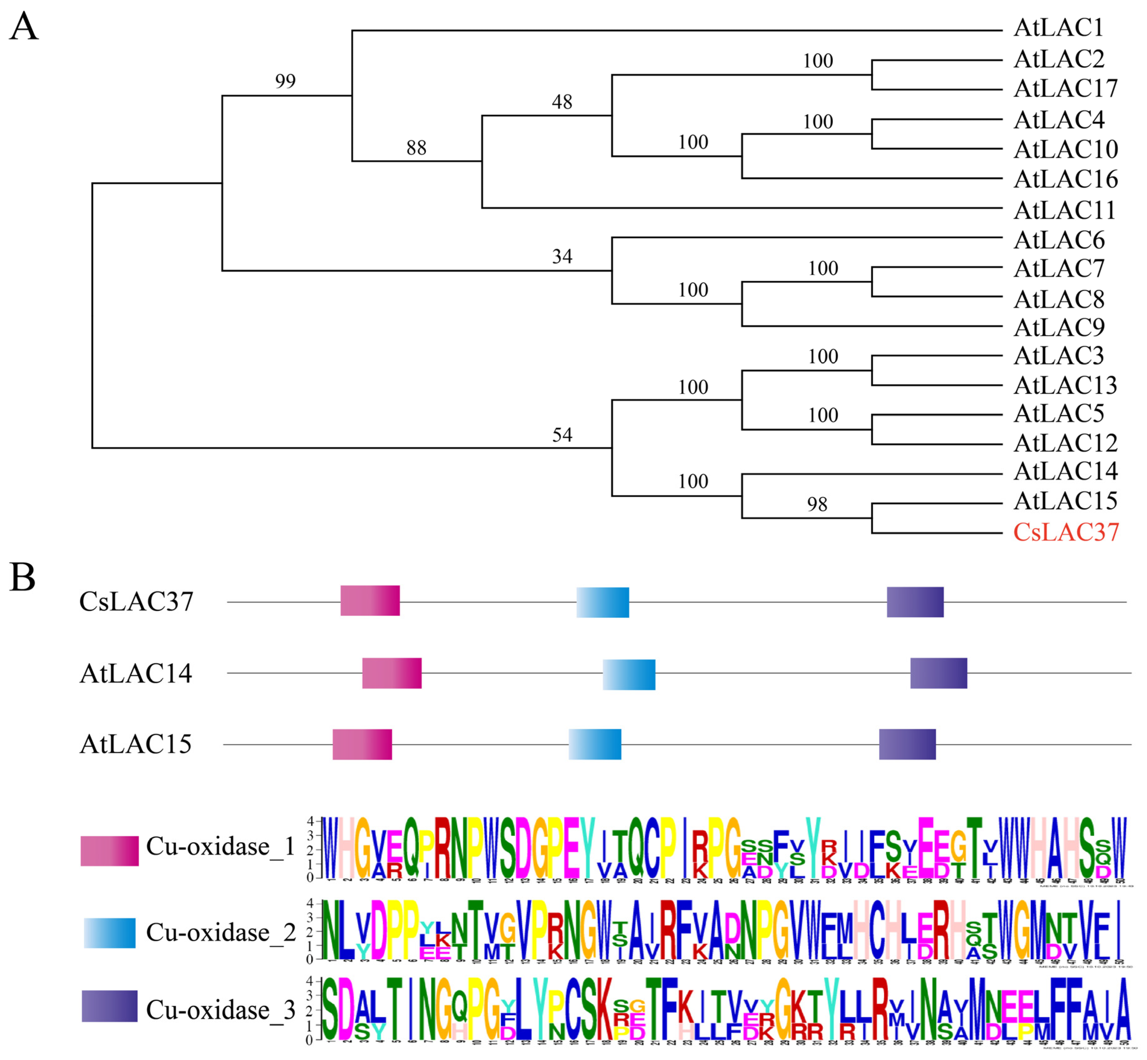 Plants 13 00884 g001