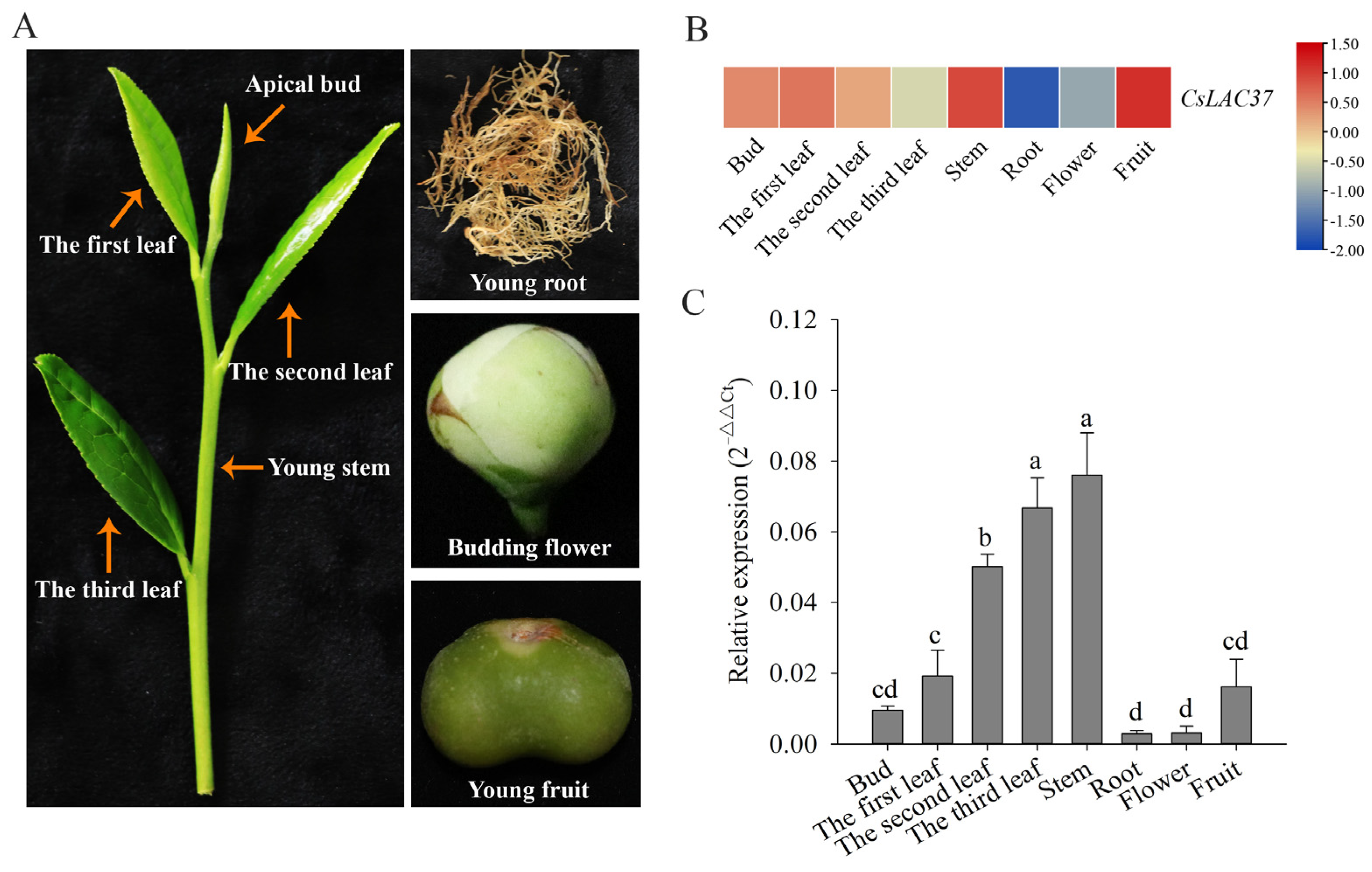 Plants 13 00884 g002