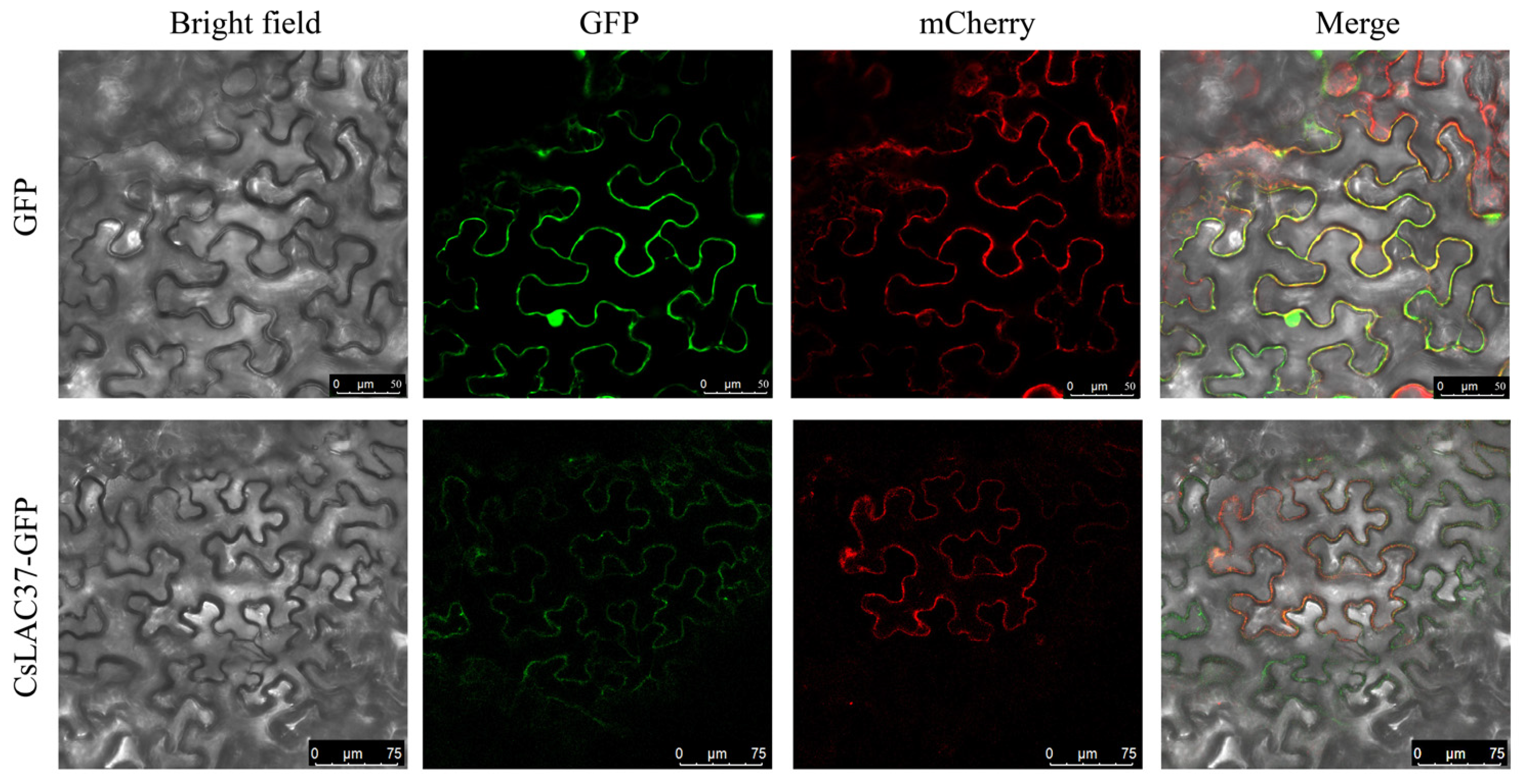 Plants 13 00884 g003