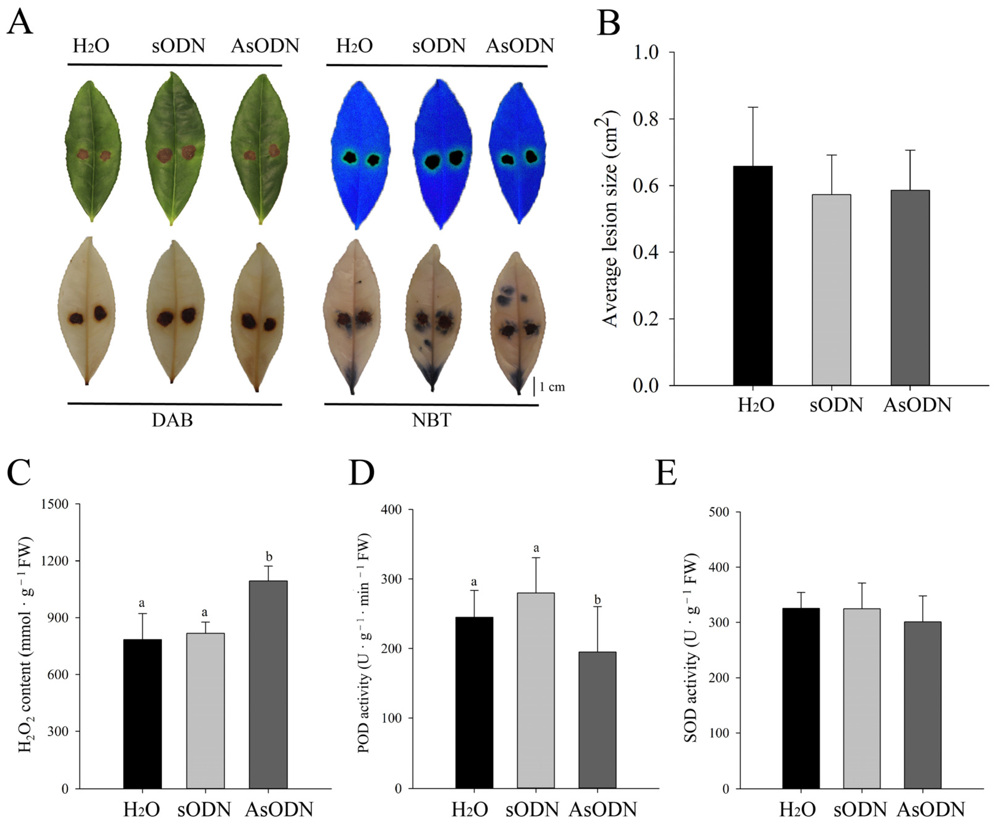 Plants 13 00884 g008