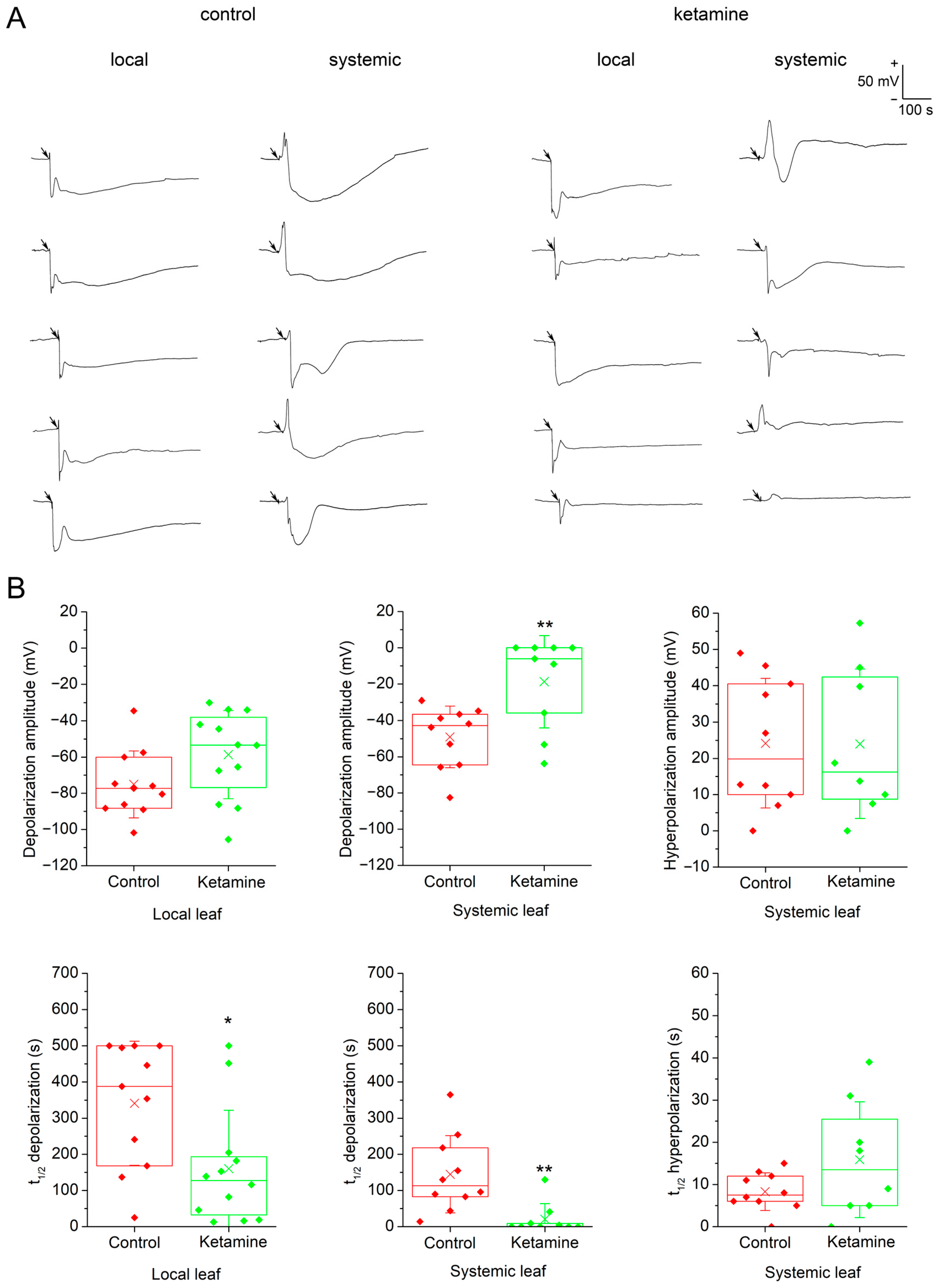 Plants 13 00894 g001