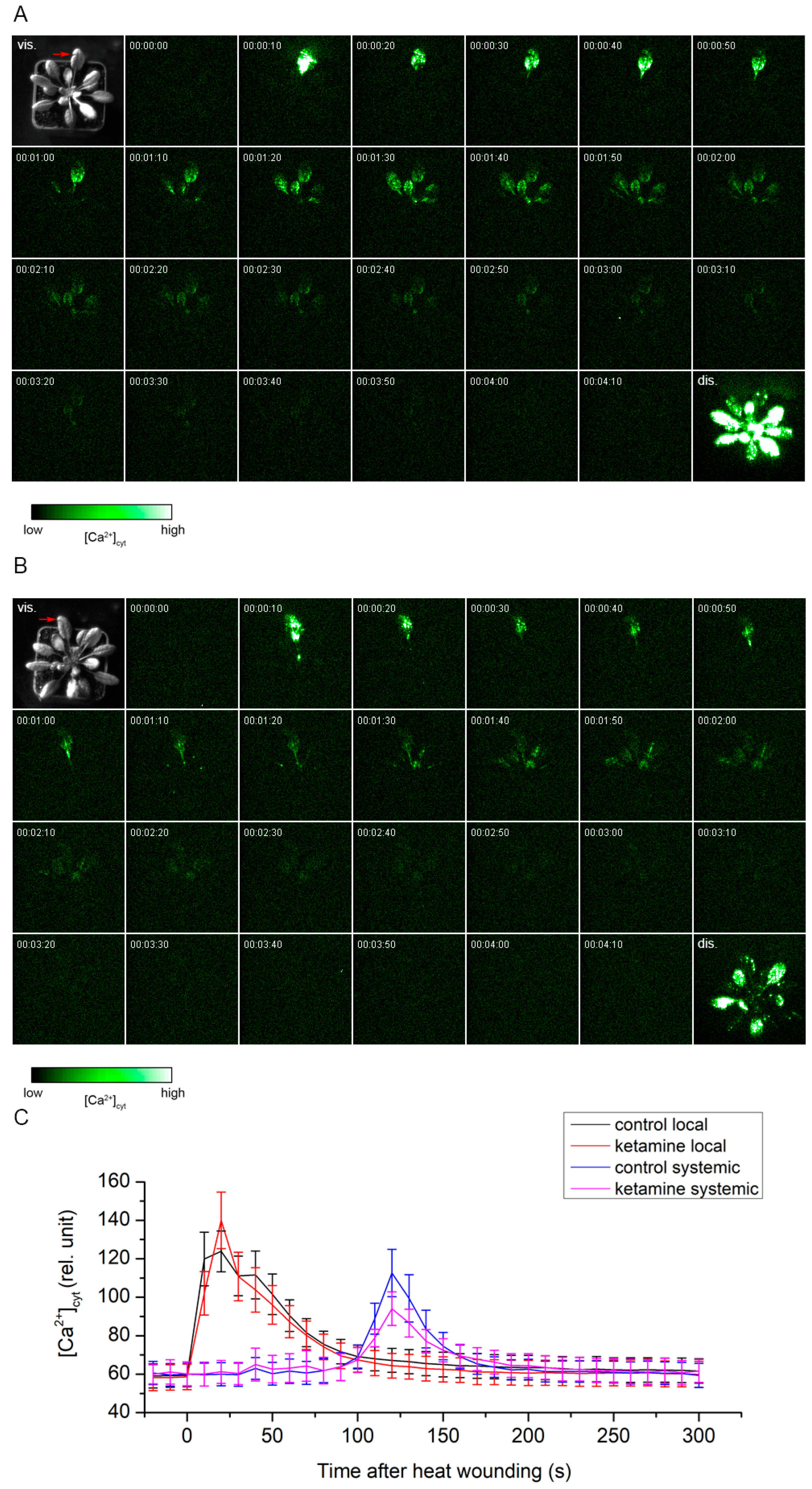 Plants 13 00894 g002
