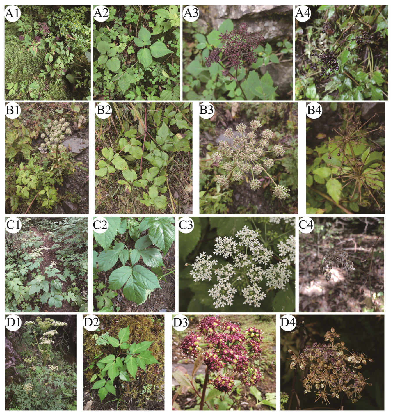 Plants 13 00907 g001