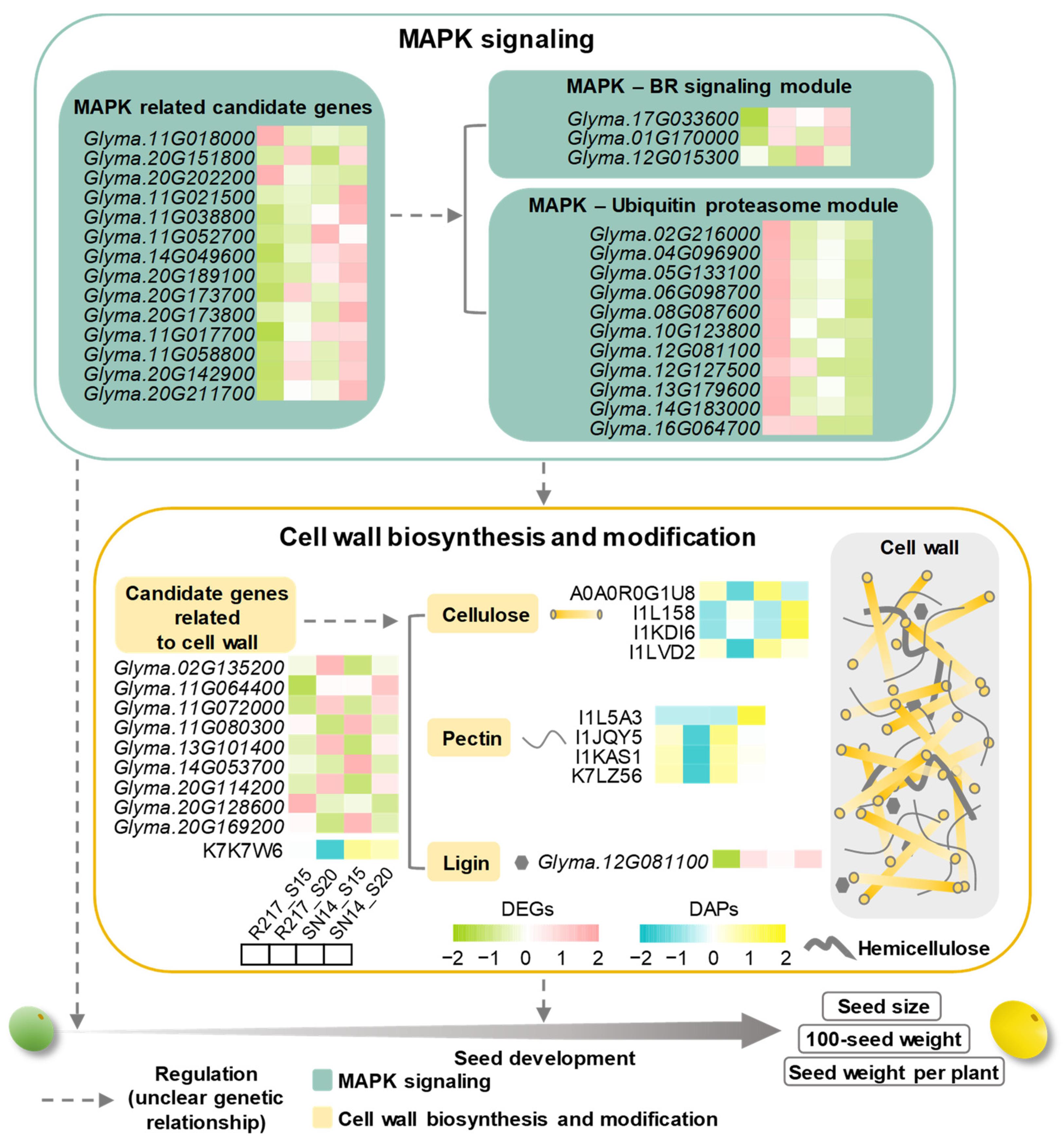 Plants 13 00908 g006
