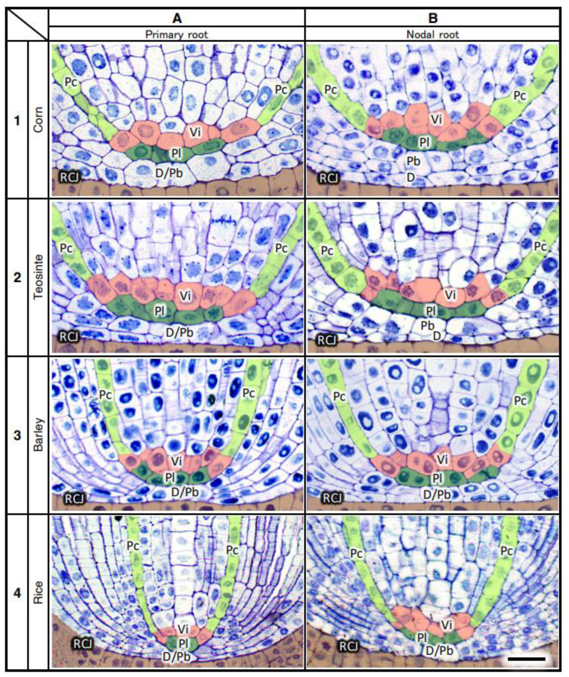 Plants 13 00910 g011 Plants 13 00910 g011