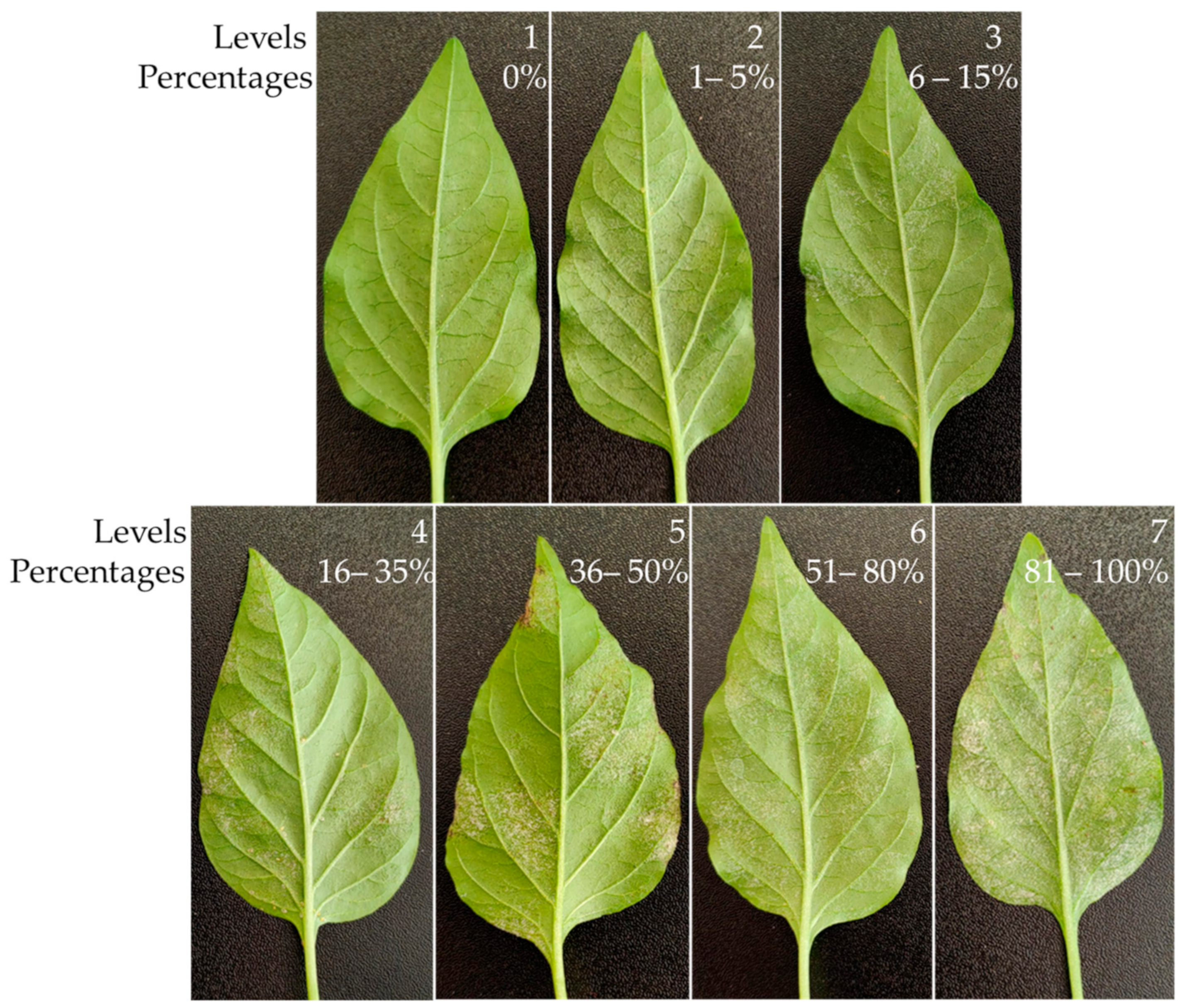 Plants 13 00915 g008