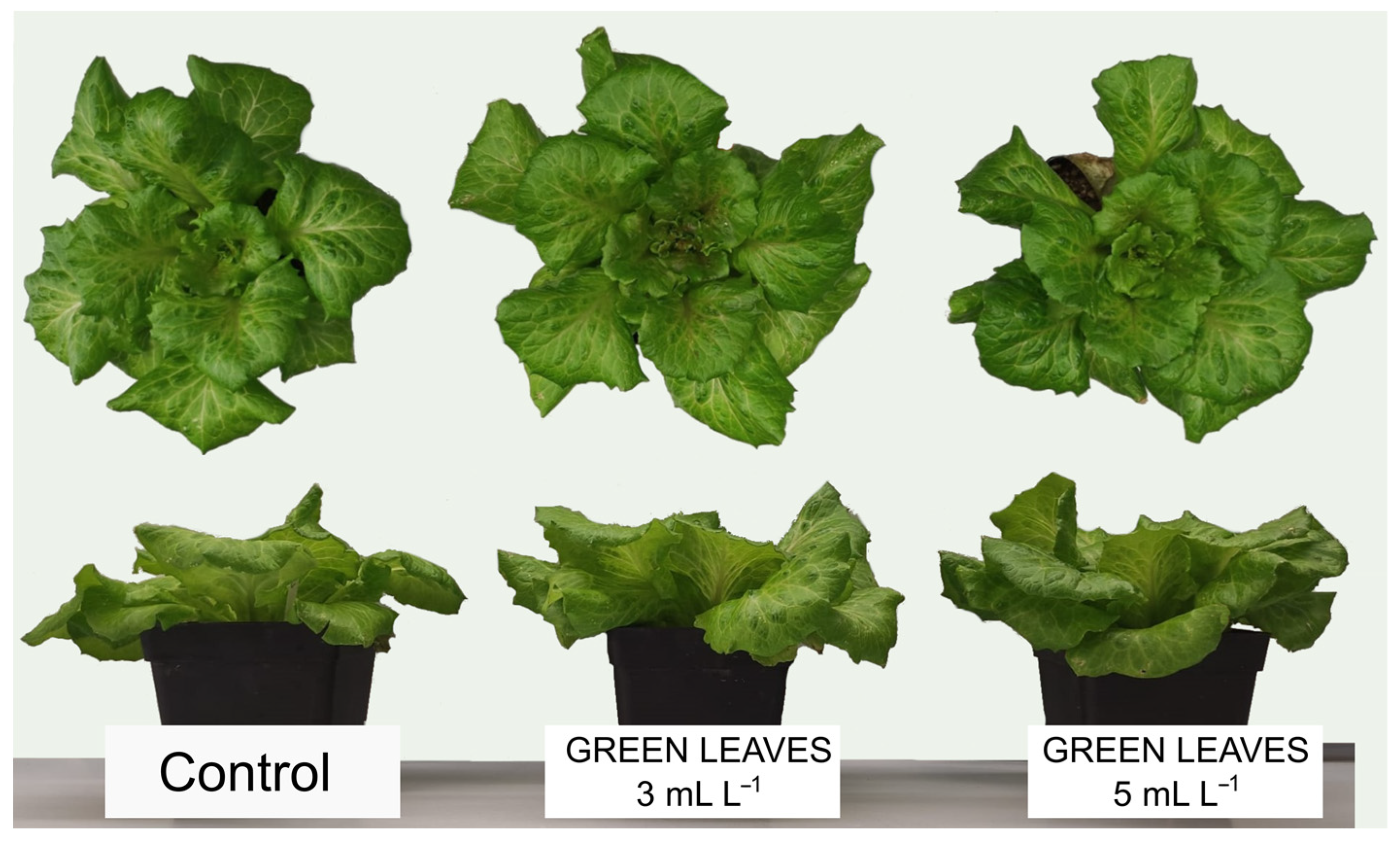 Plants 13 00917 g001