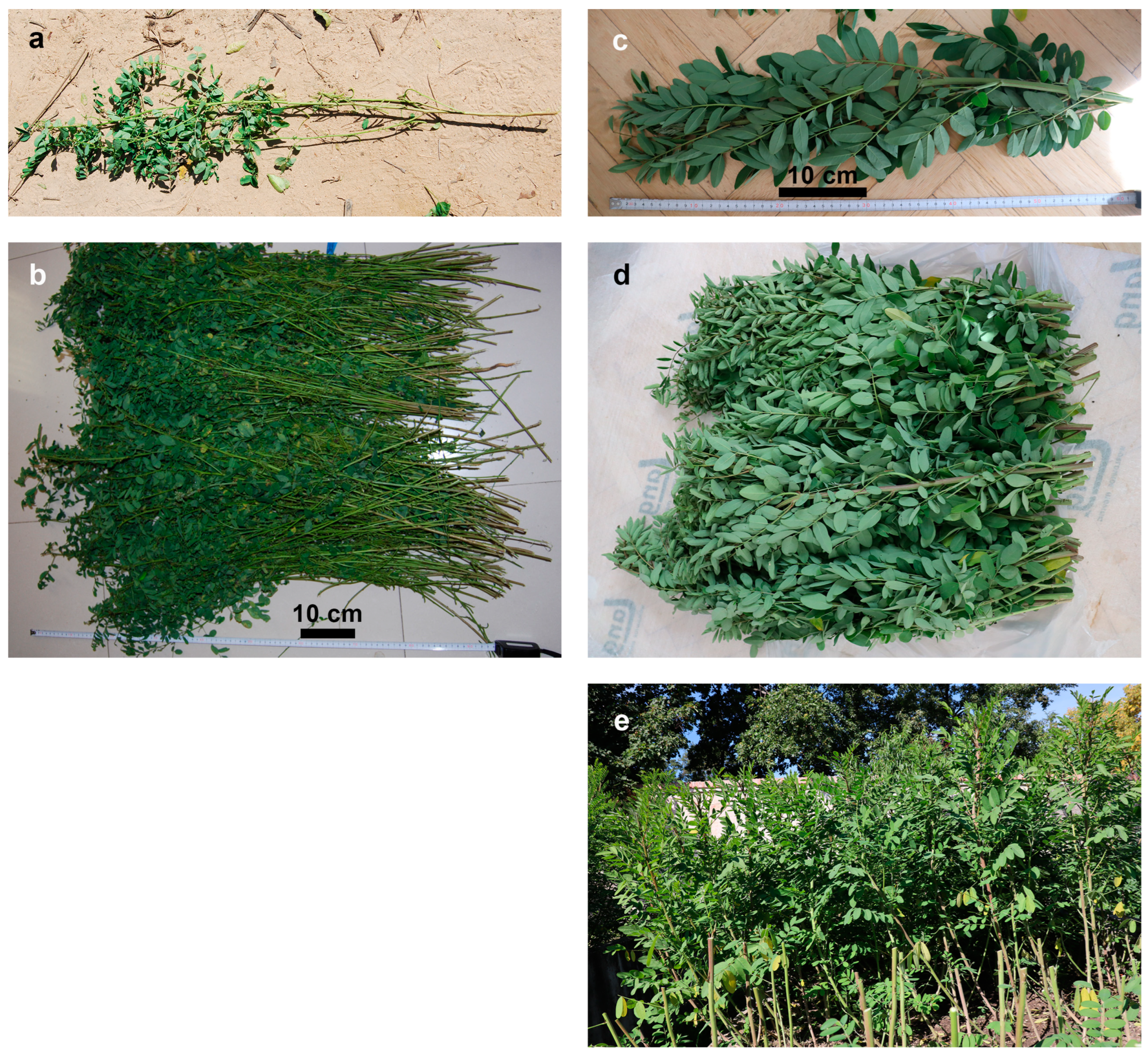 Plants 13 00918 g003