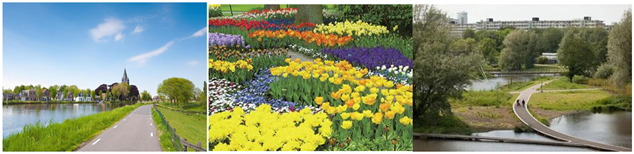 Plants 13 00923 i007