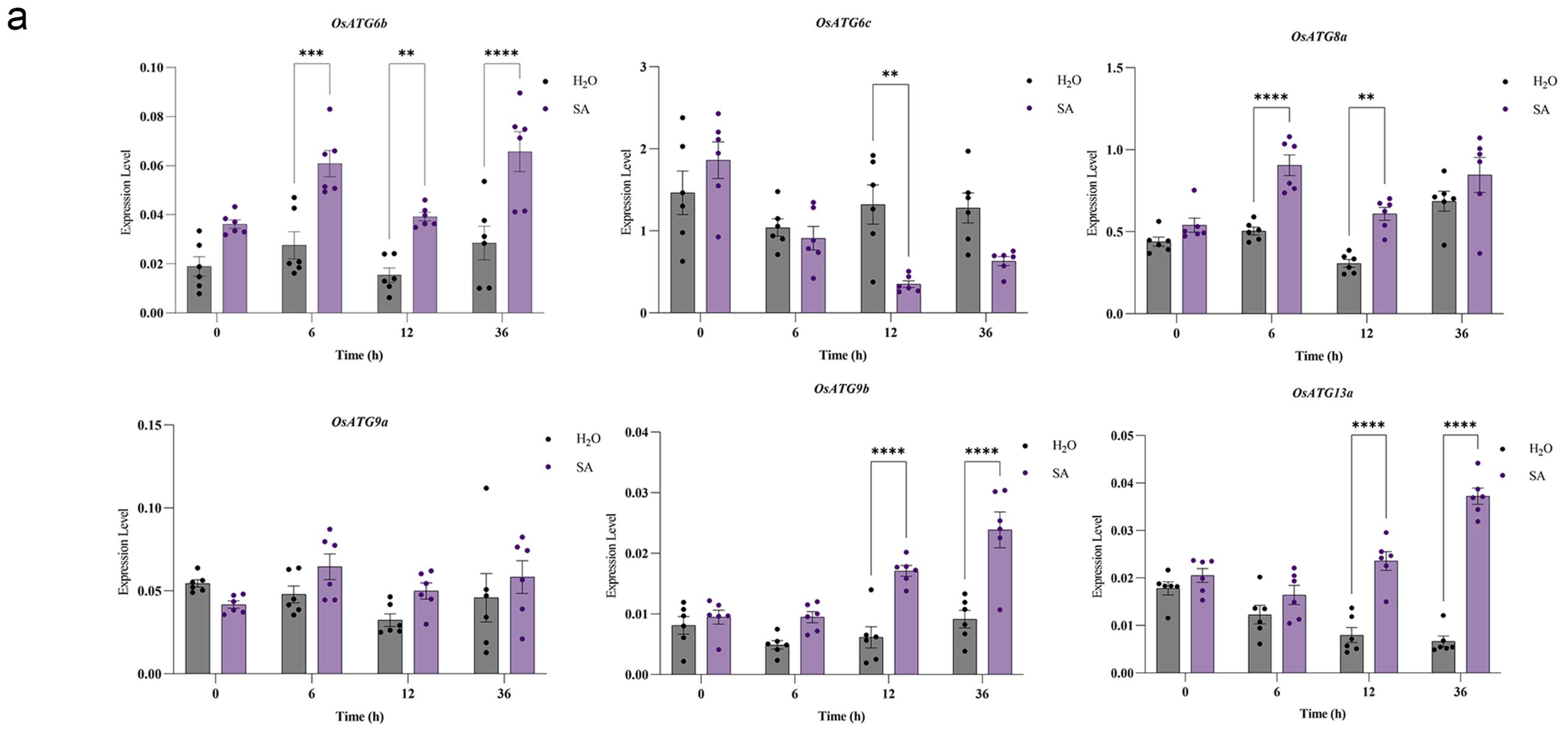 Plants 13 00927 g006a
