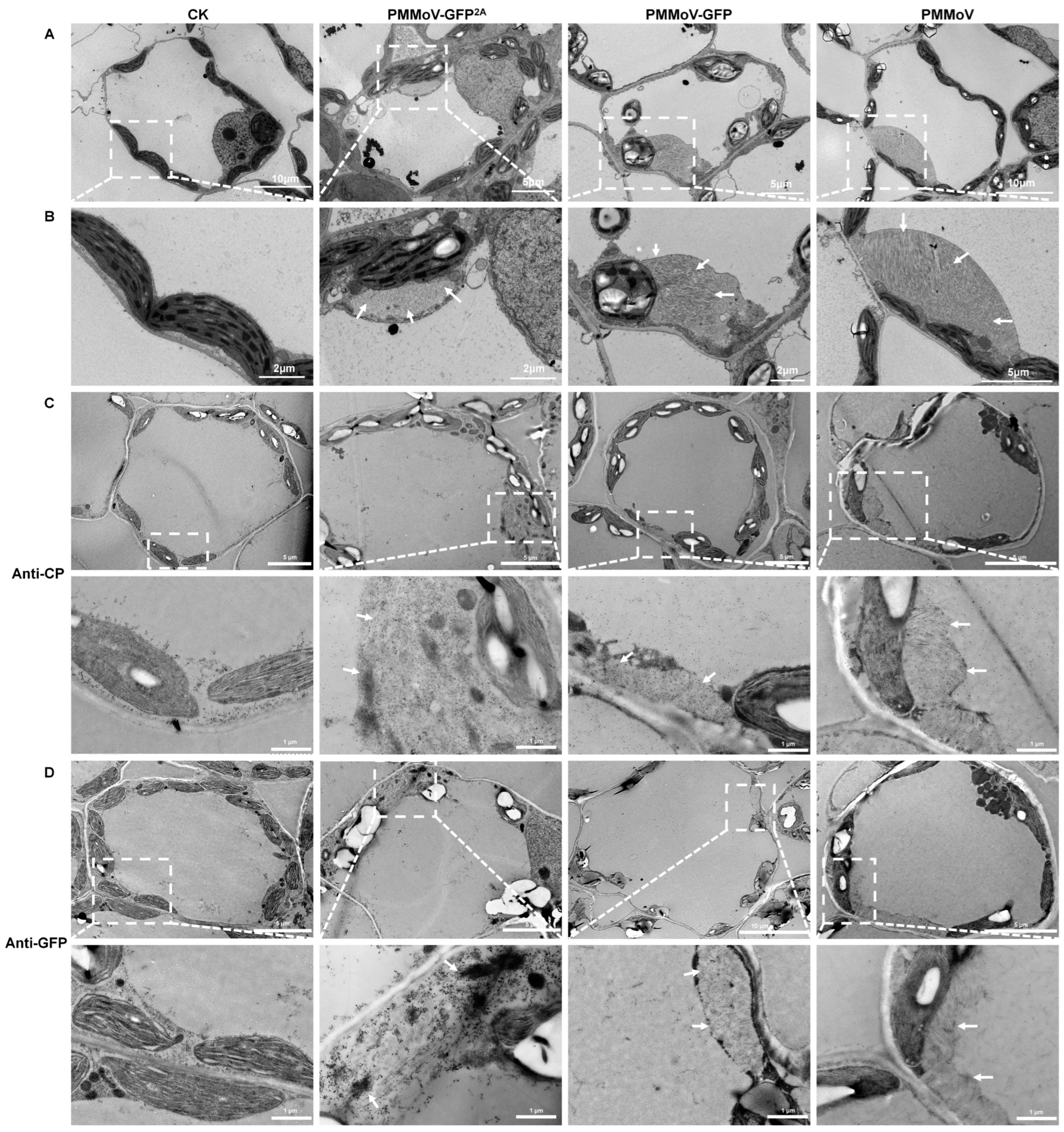 Plants 13 00928 g004