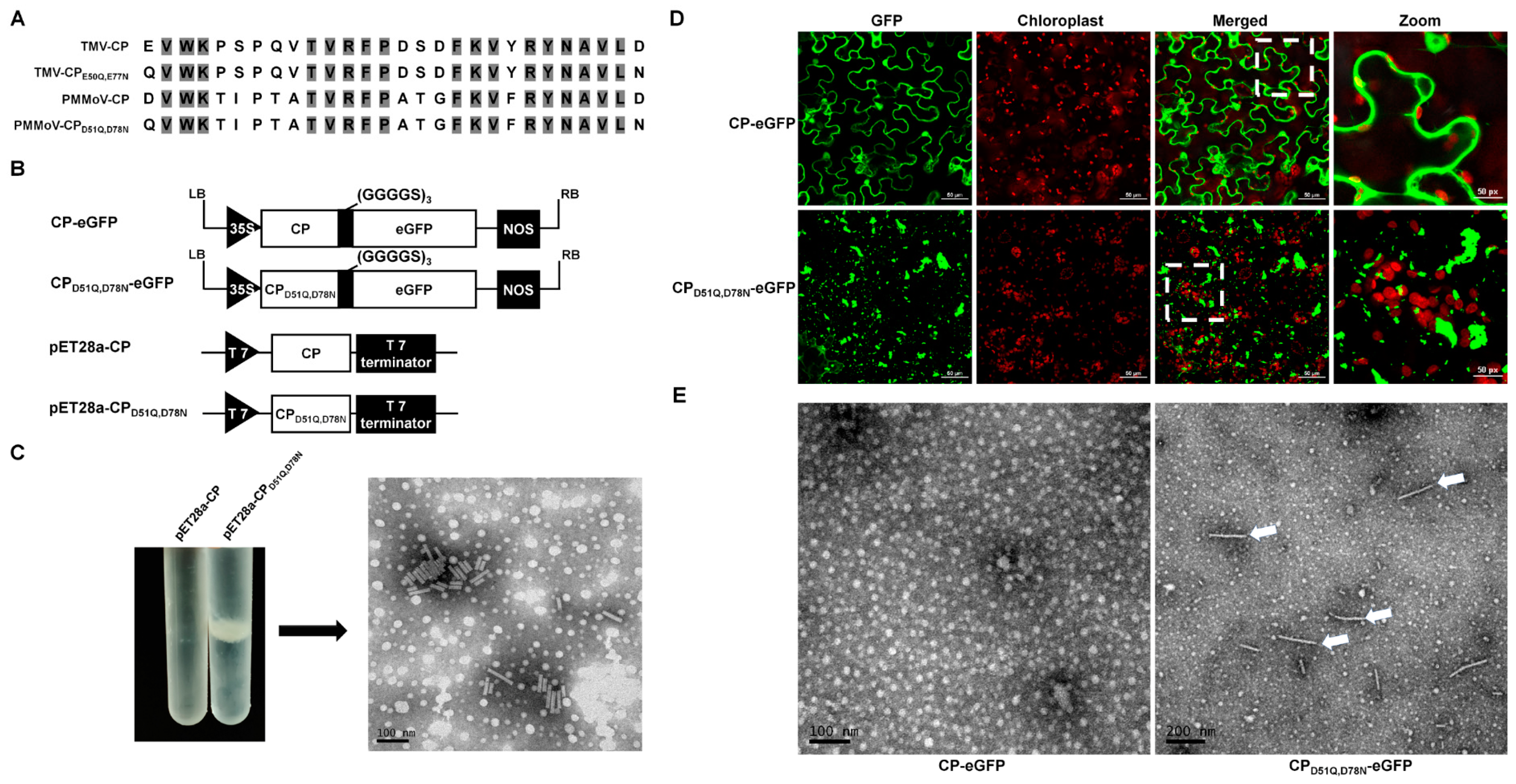 Plants 13 00928 g005
