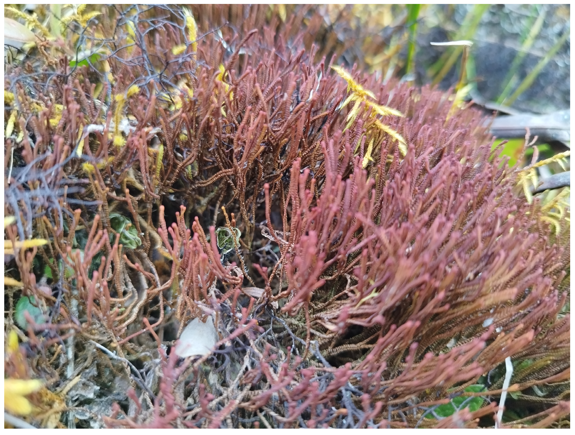 Plants 13 00935 g001 Plants 13 00935 g001