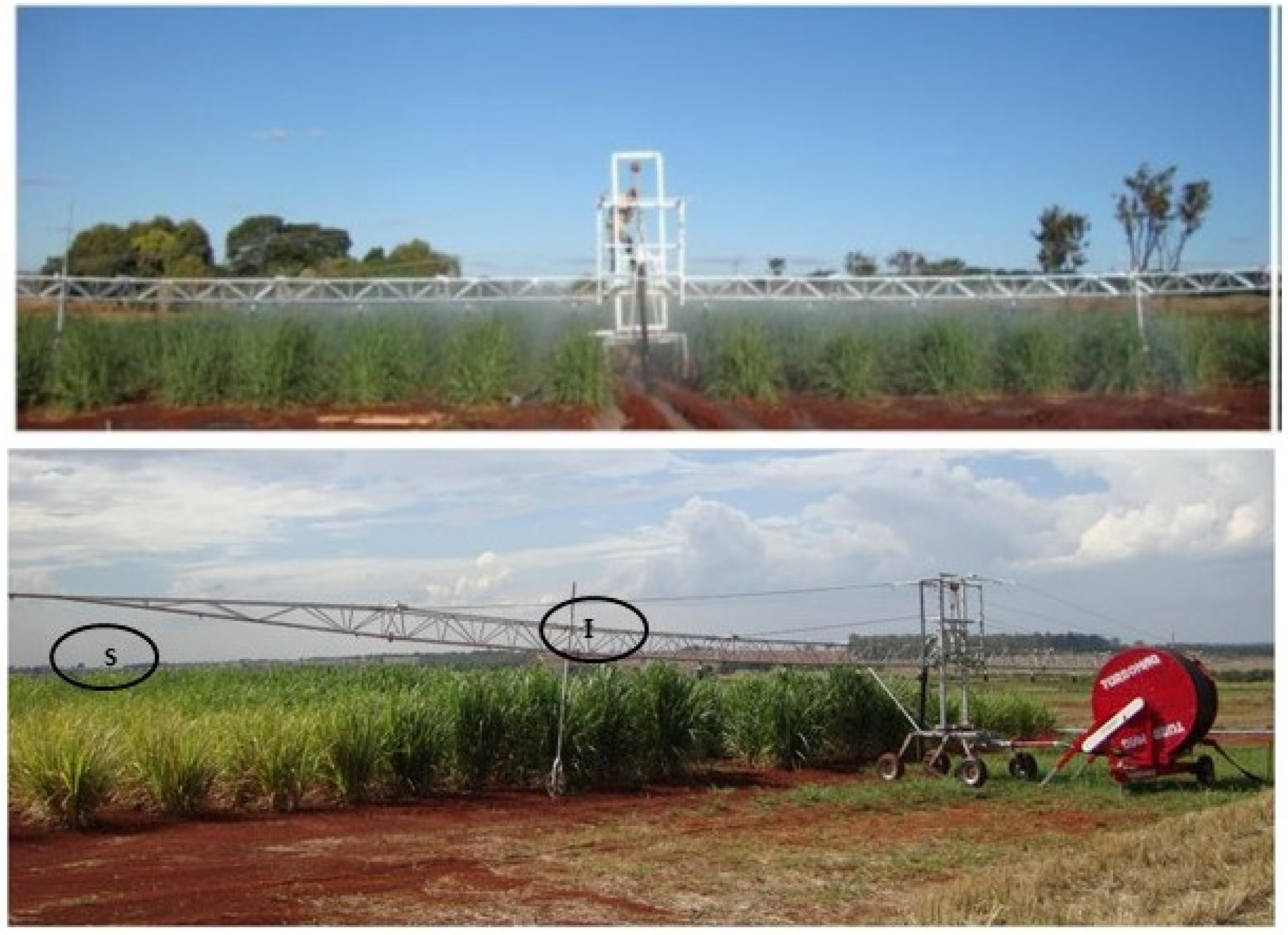 Plants 13 00937 g009