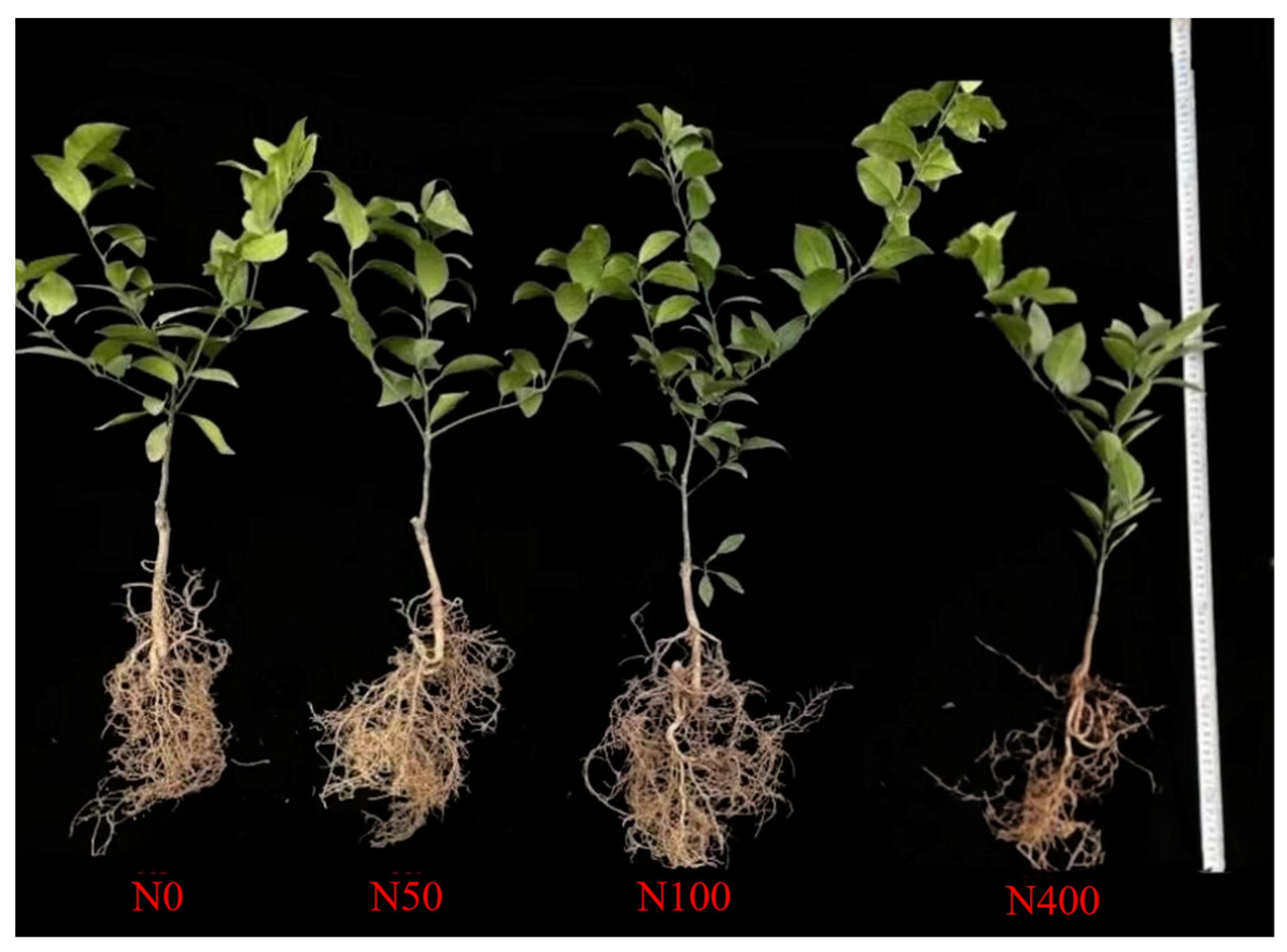 Plants 13 00938 g005