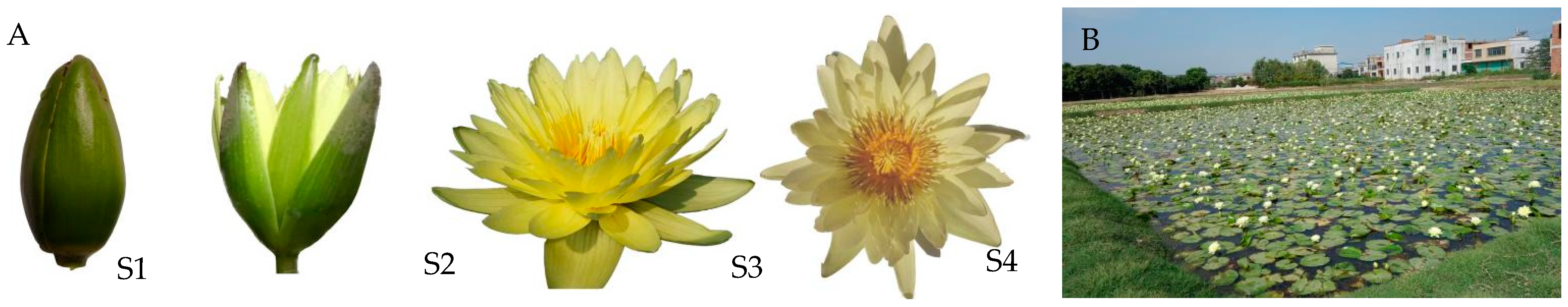 Plants 13 00939 g001