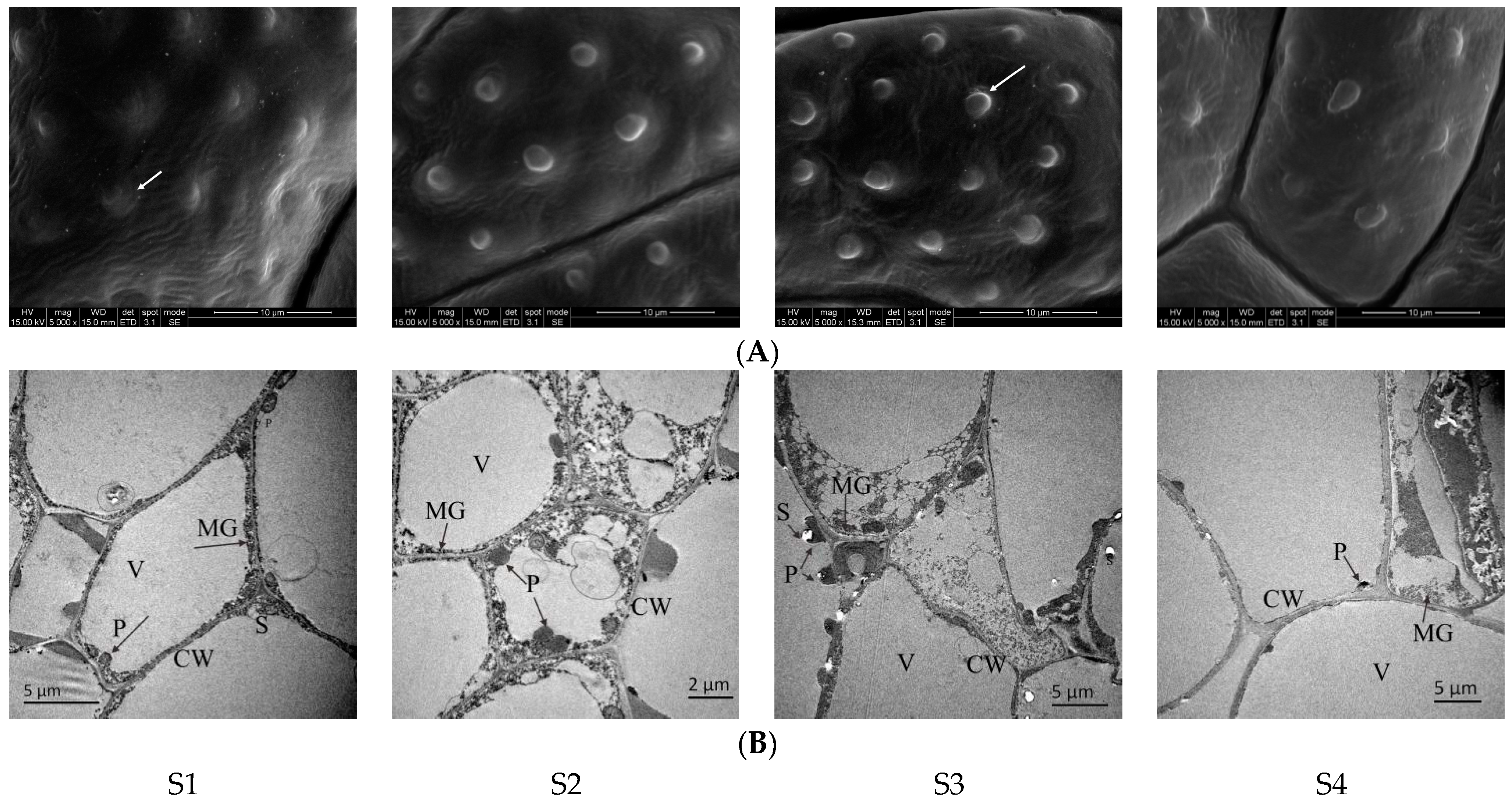 Plants 13 00939 g008