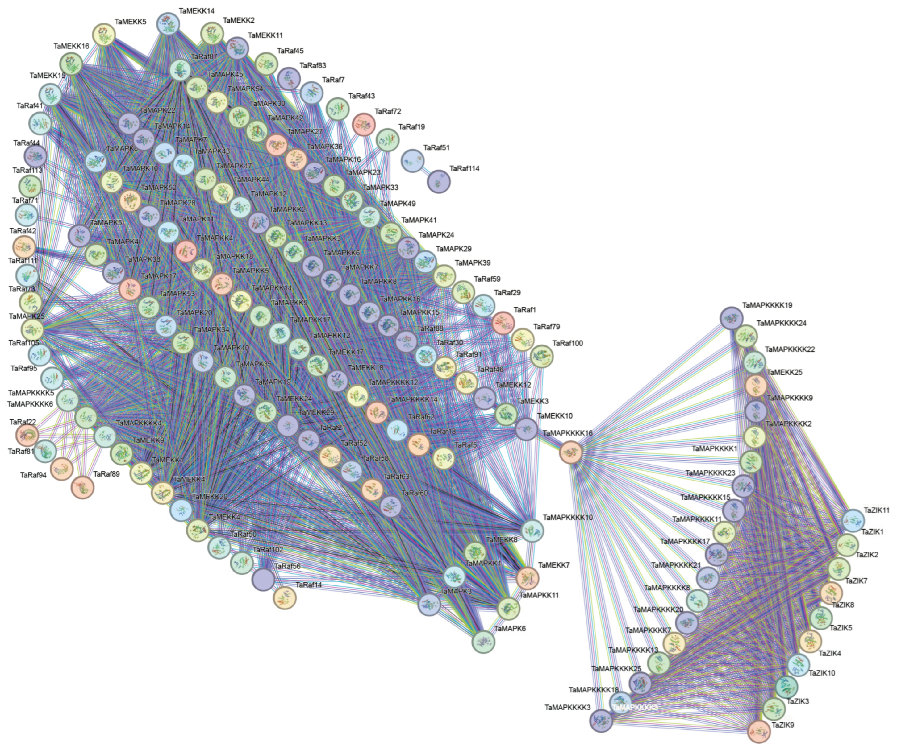 Plants 13 00941 g007