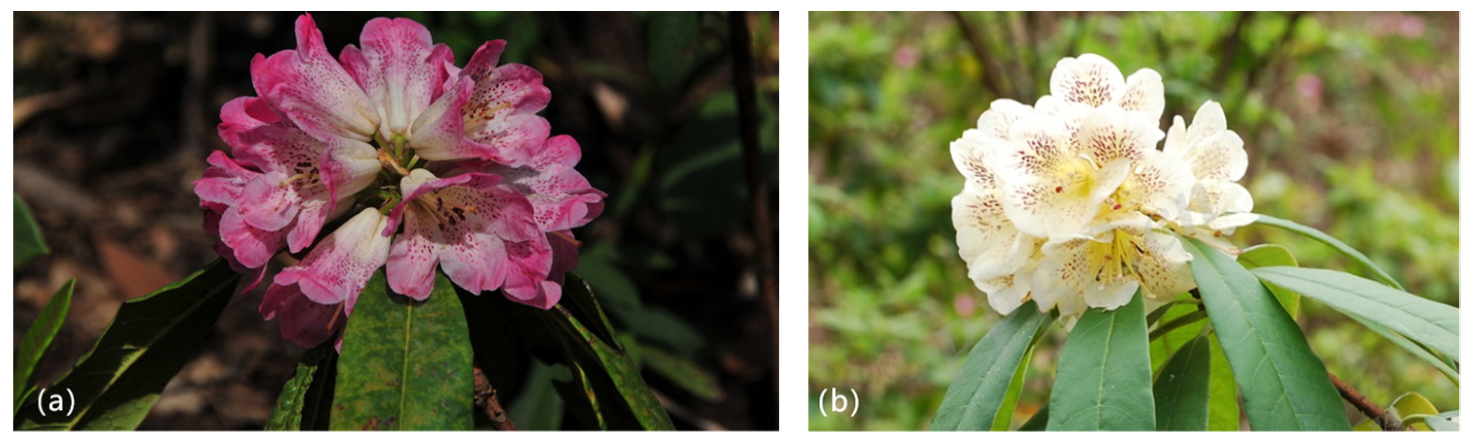 Plants 13 00946 g006