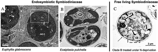 Plants 13 00949 g001