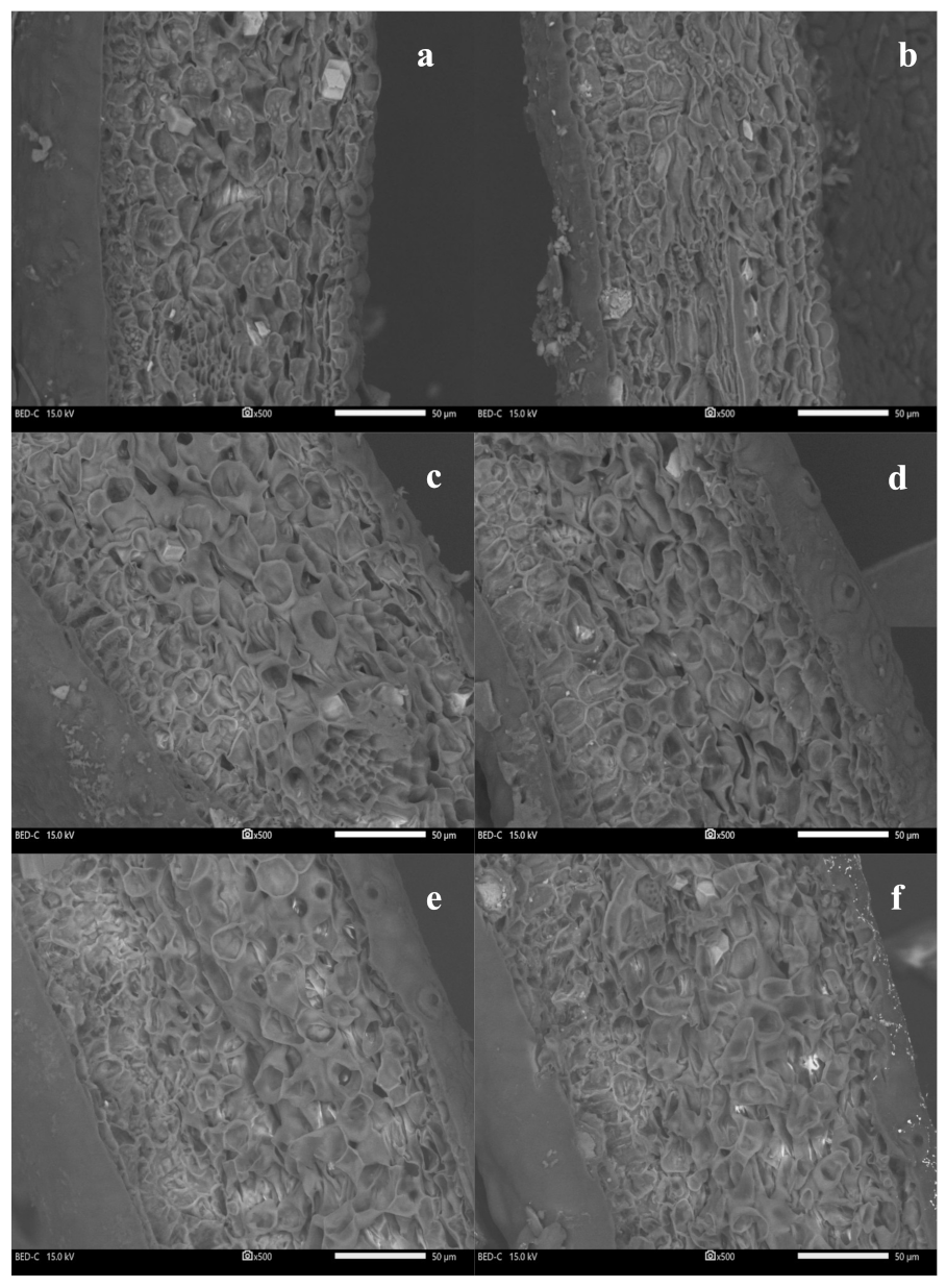 Plants 13 00952 g006